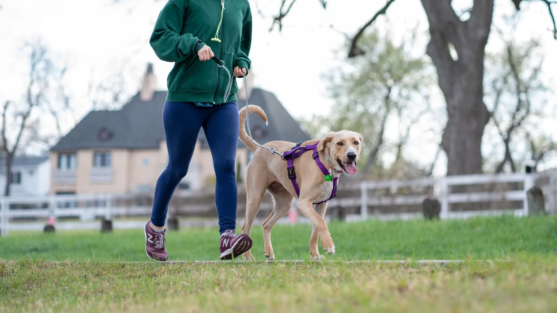 A woman jogging with her Labrador Retriever on a leash