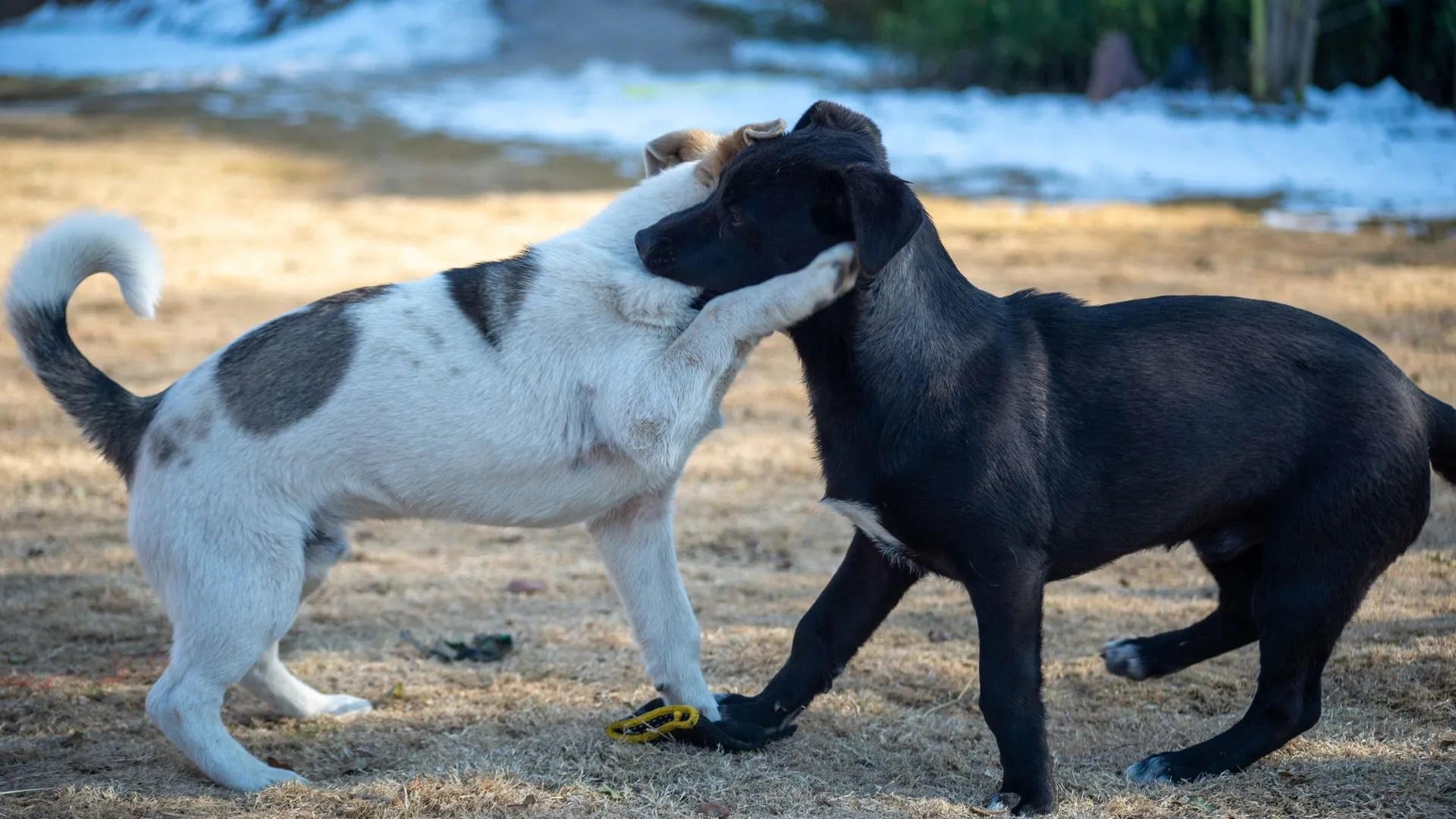 Two dogs engage in playful interaction on a sunlit winter day in a park