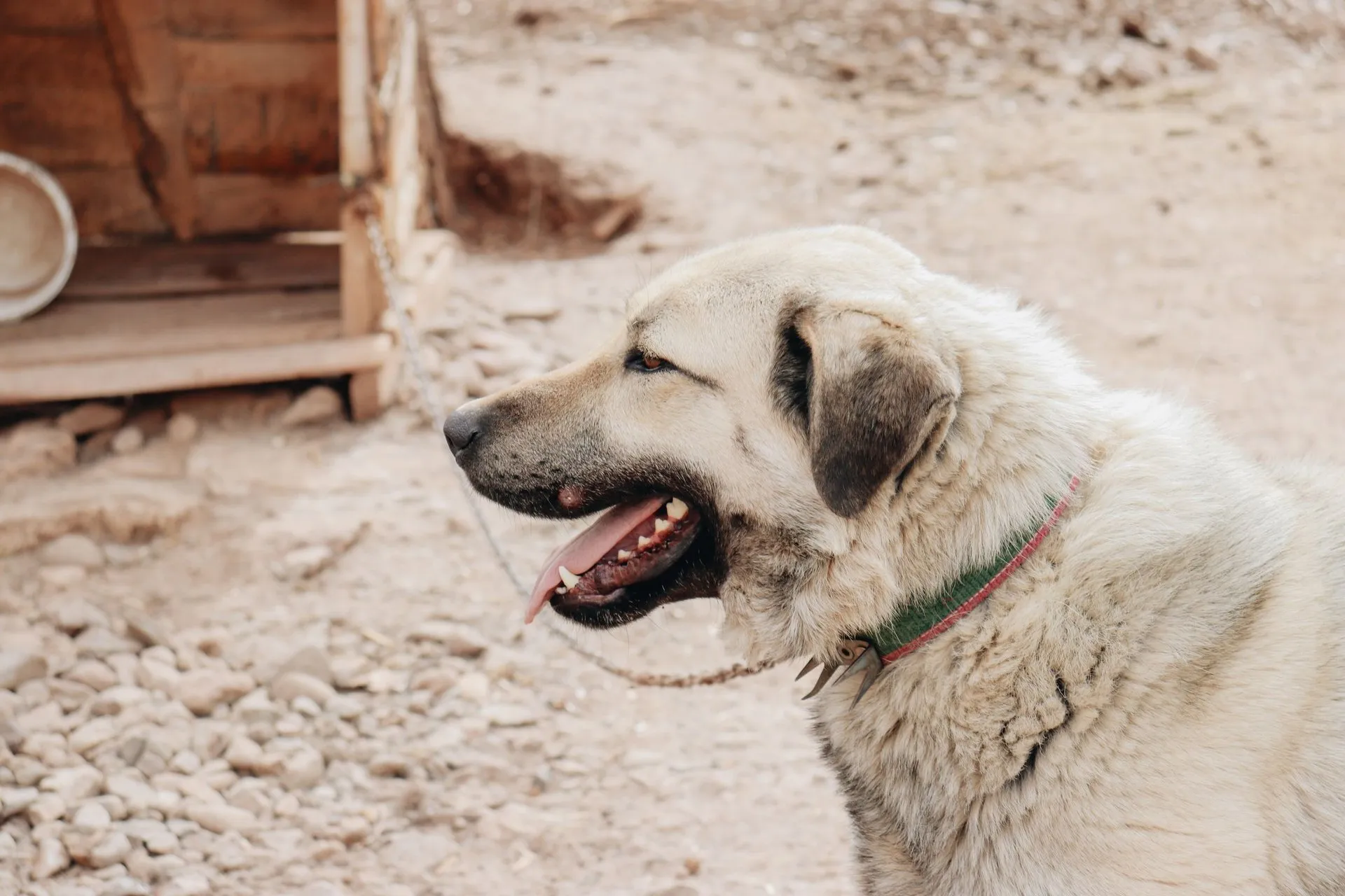 A close-up of a Kangal dog tied outside a wooden shelter