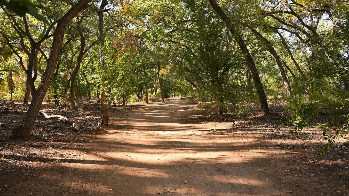 Rio grande bosque in albuquerque new mexico