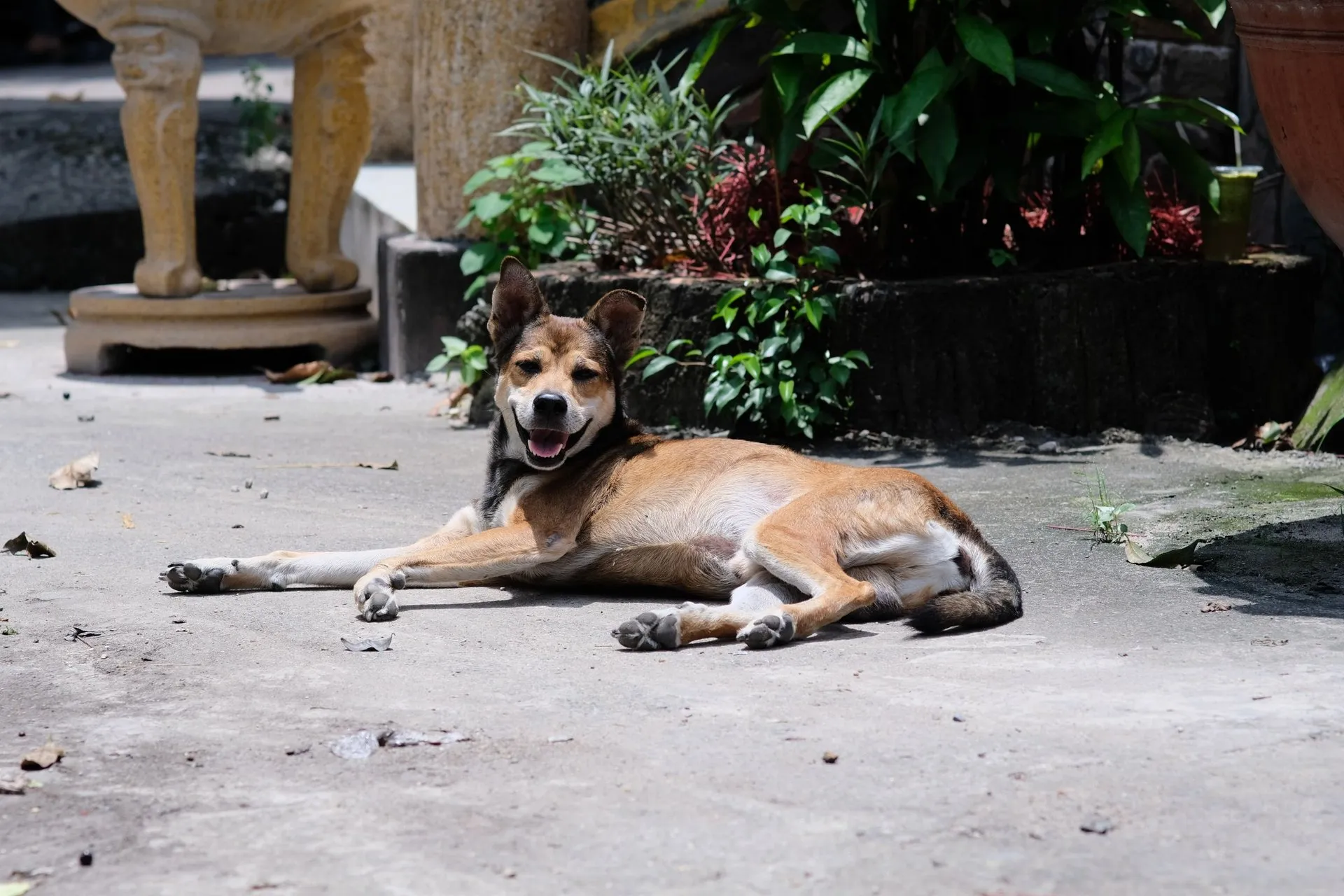 A dog comfortably lying on a sunny outdoor patio surrounded by greenery