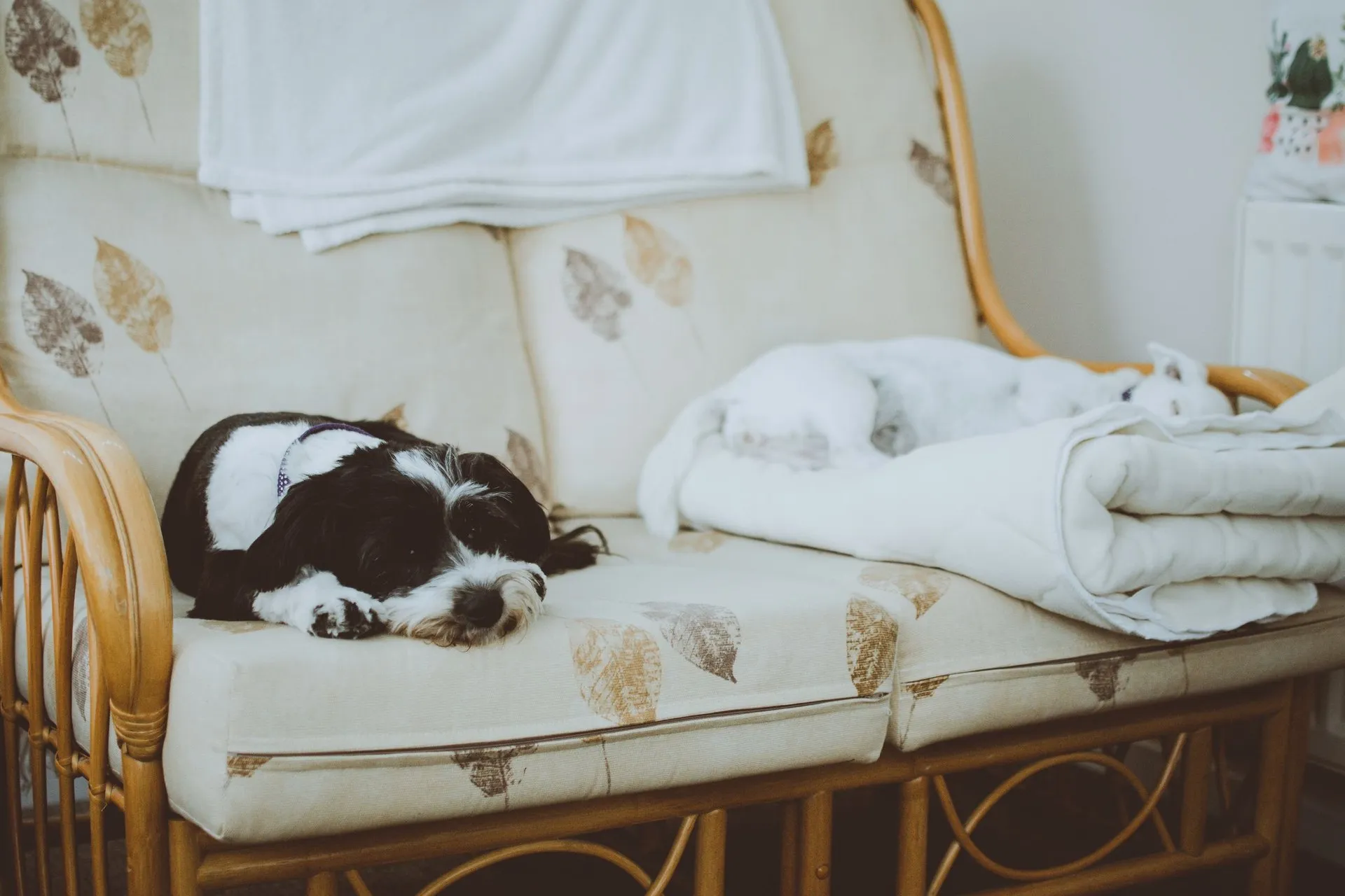 Two dogs peacefully sleeping on a patterned sofa