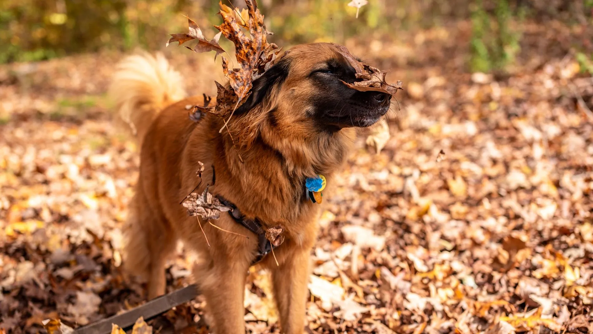 A playful dog covered in autumn leaves in a Georgia forest
