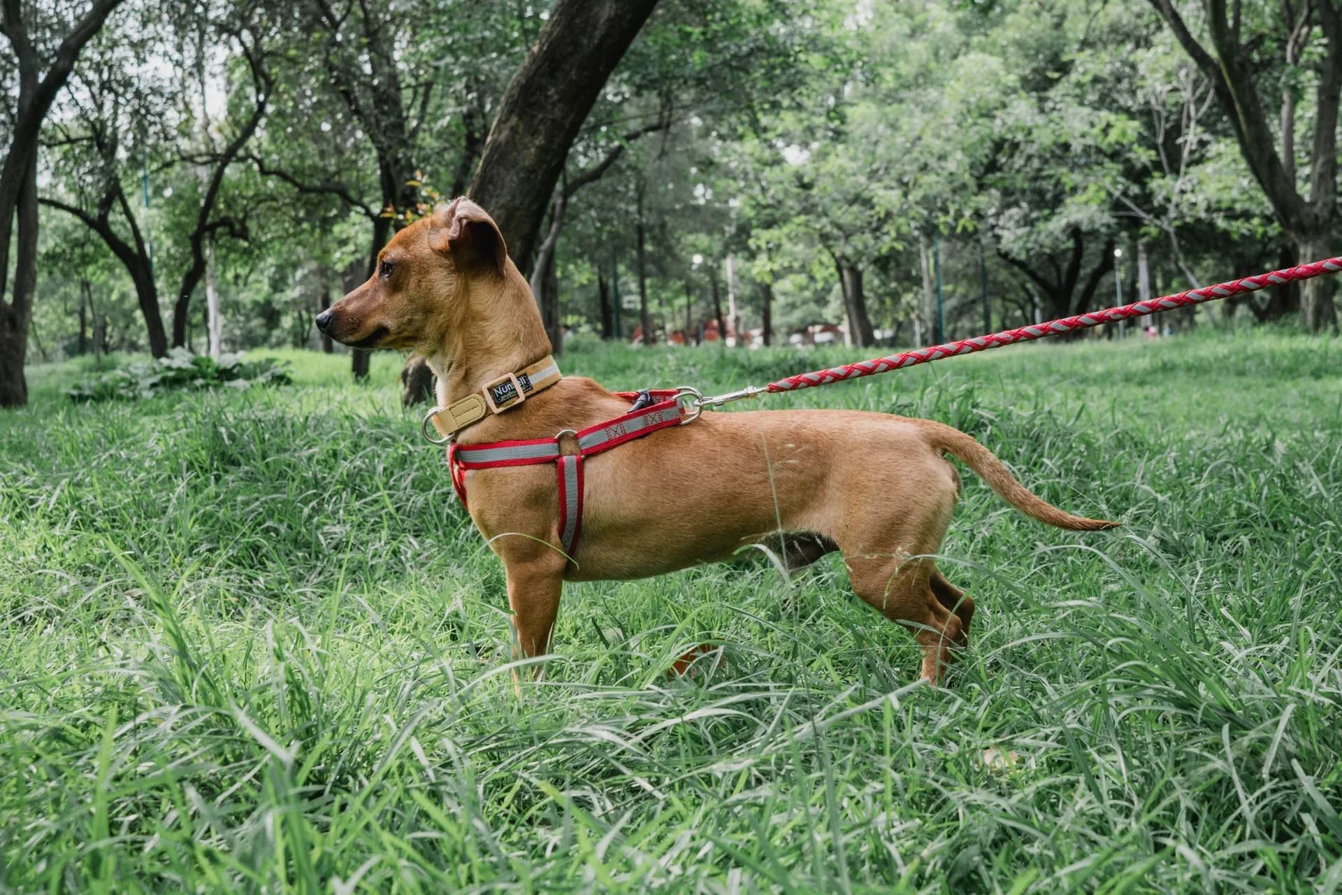 A brown dog on a red leash stands alert in a lush green park