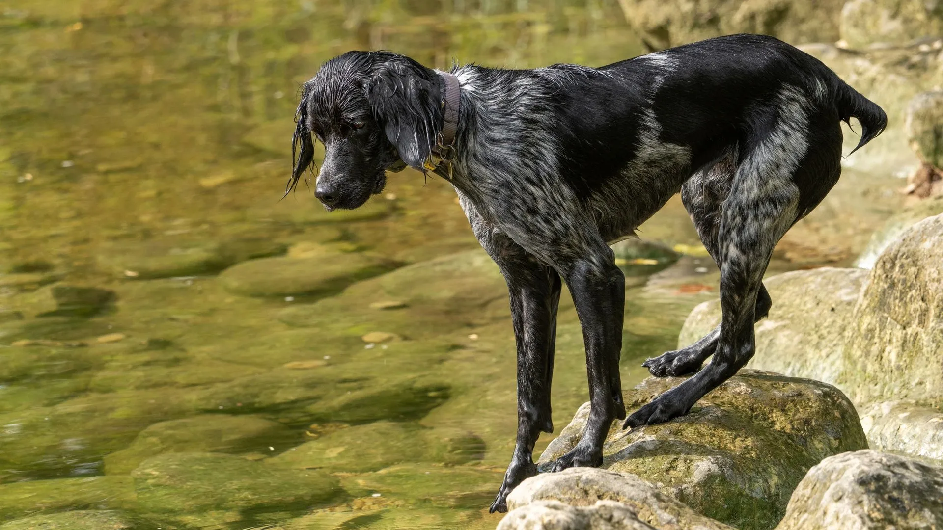 A black and white dog stands by a rocky riverbank in Austin, Texas
