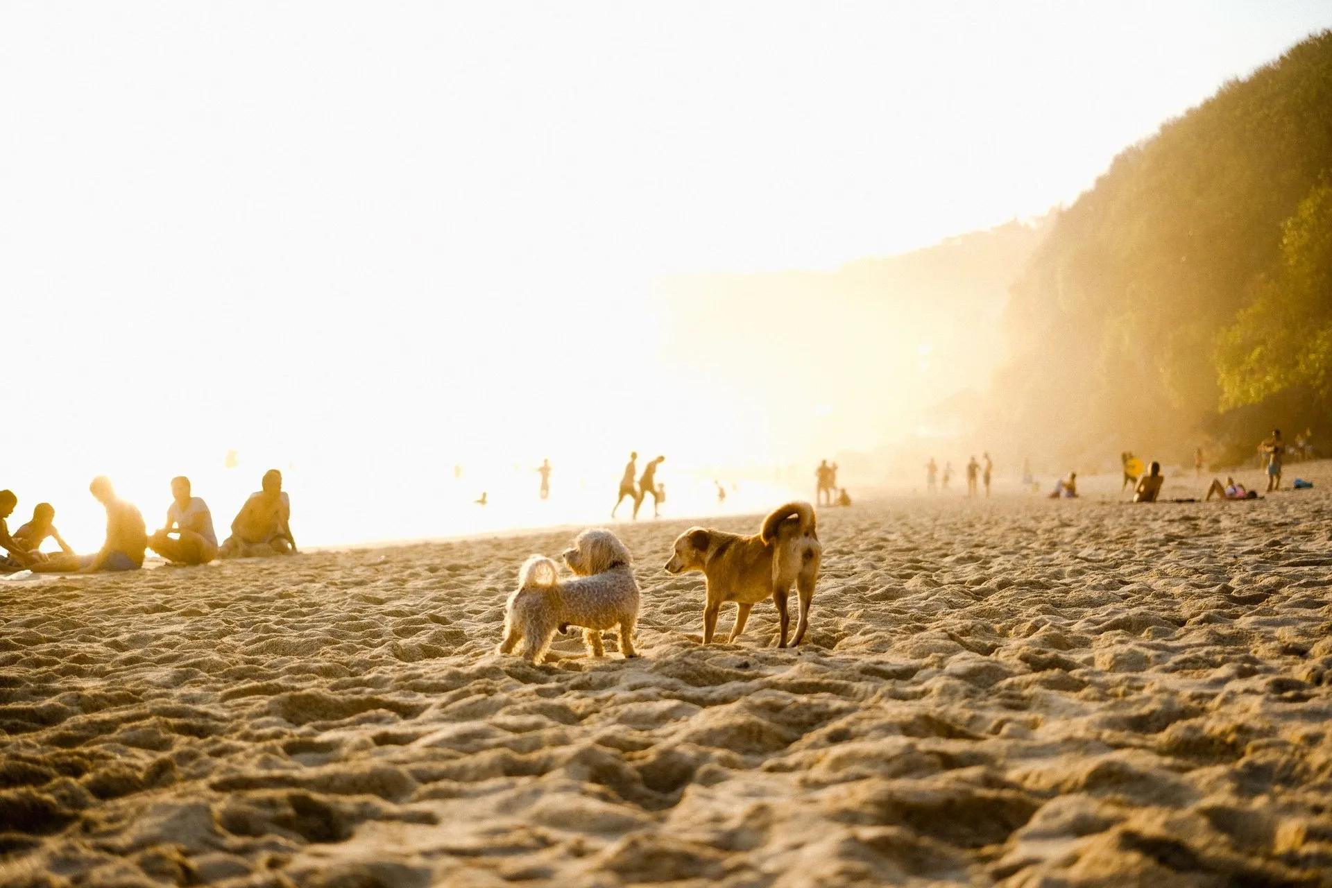 Two dogs playing on a sunlit beach with people relaxing in the background