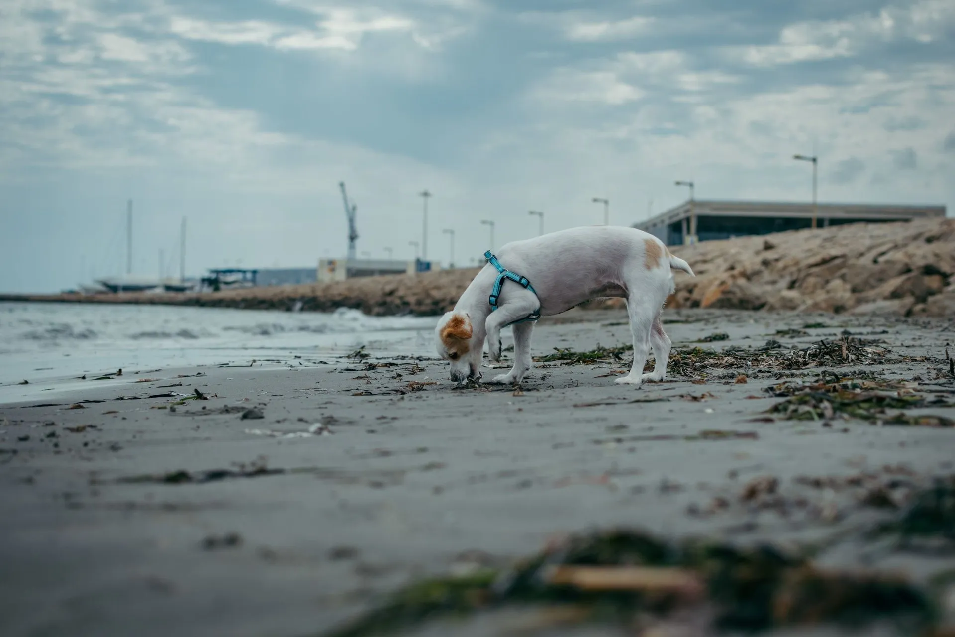 Dog on a sandy beach exploring the shoreline under a cloudy sky