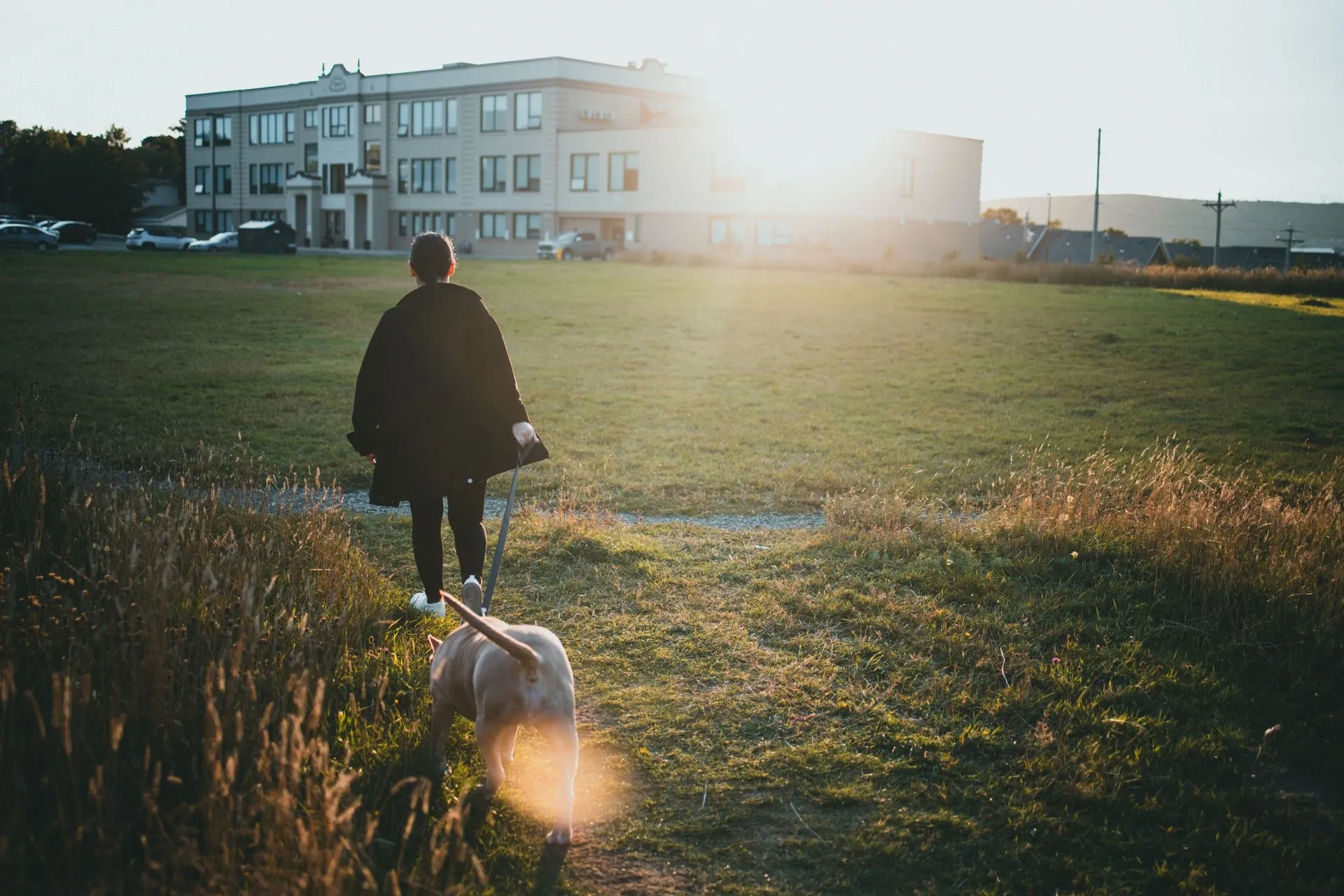 A person walks a dog in a sunlit park with buildings in the background