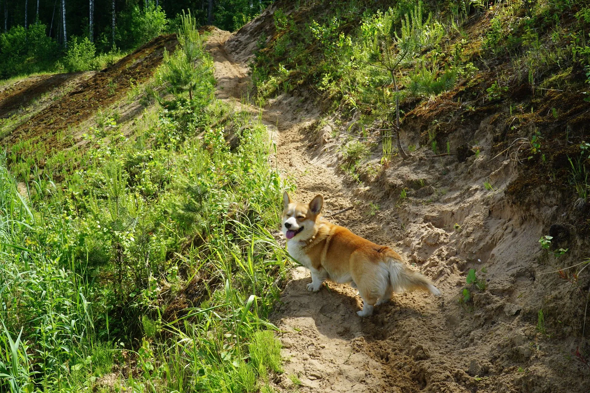 A cheerful Corgi dog exploring a lush forest trail on a sunny summer day
