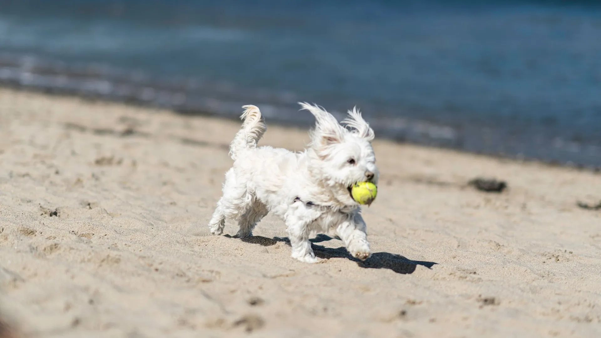 A cheerful Maltese dog runs with a tennis ball on a sunny beach