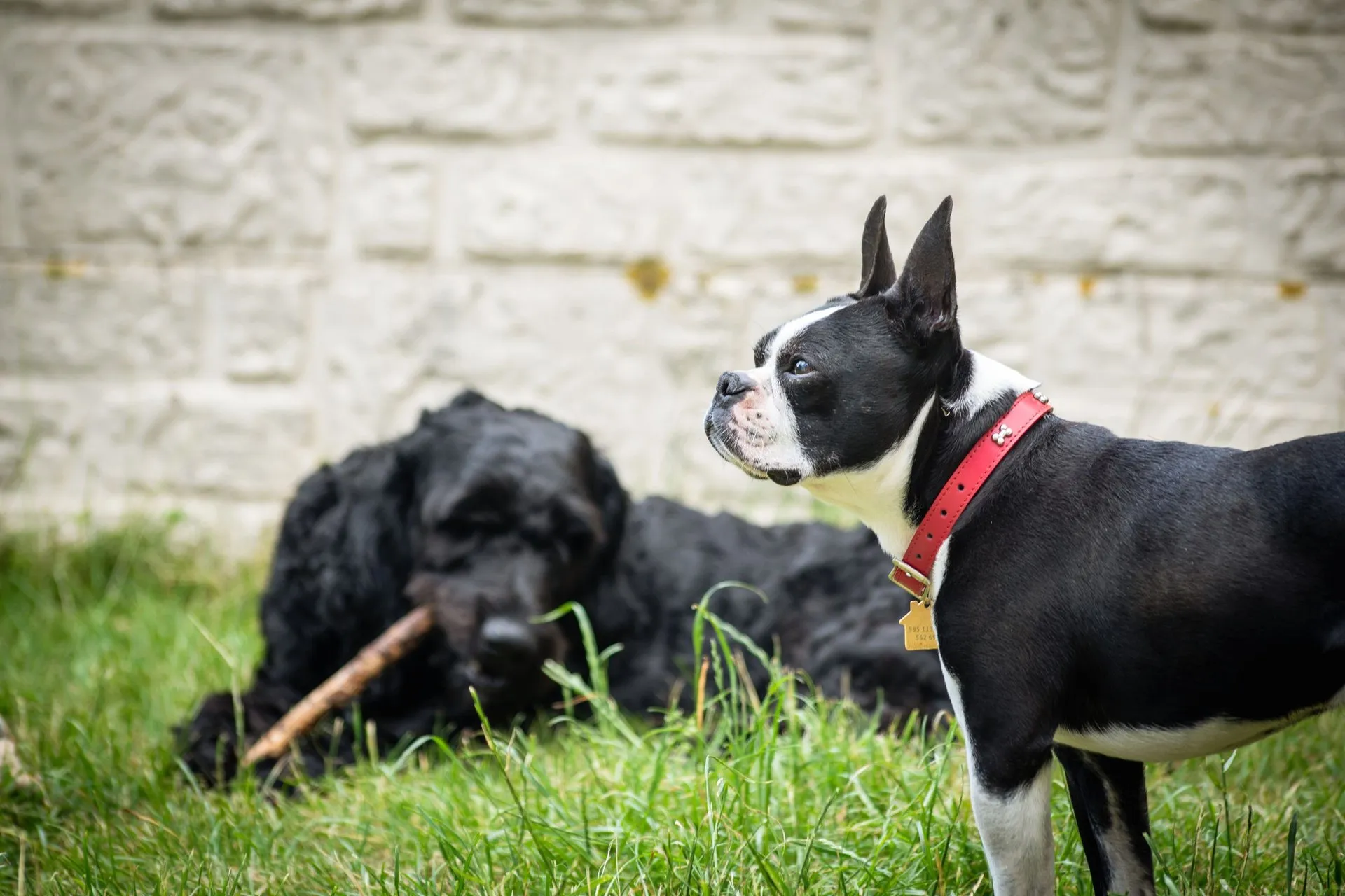 Portrait of a Boston Terrier with a red collar next to a black dog outdoors