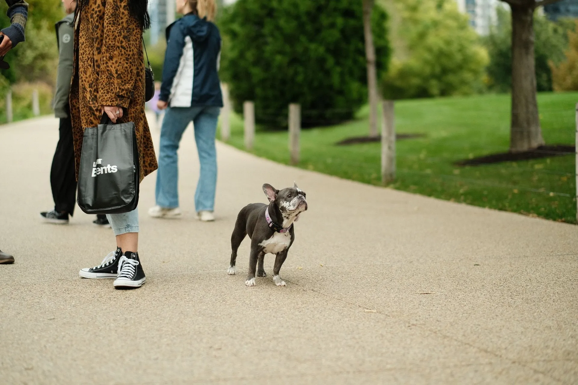 People walking a dog on a paved path in an urban park setting