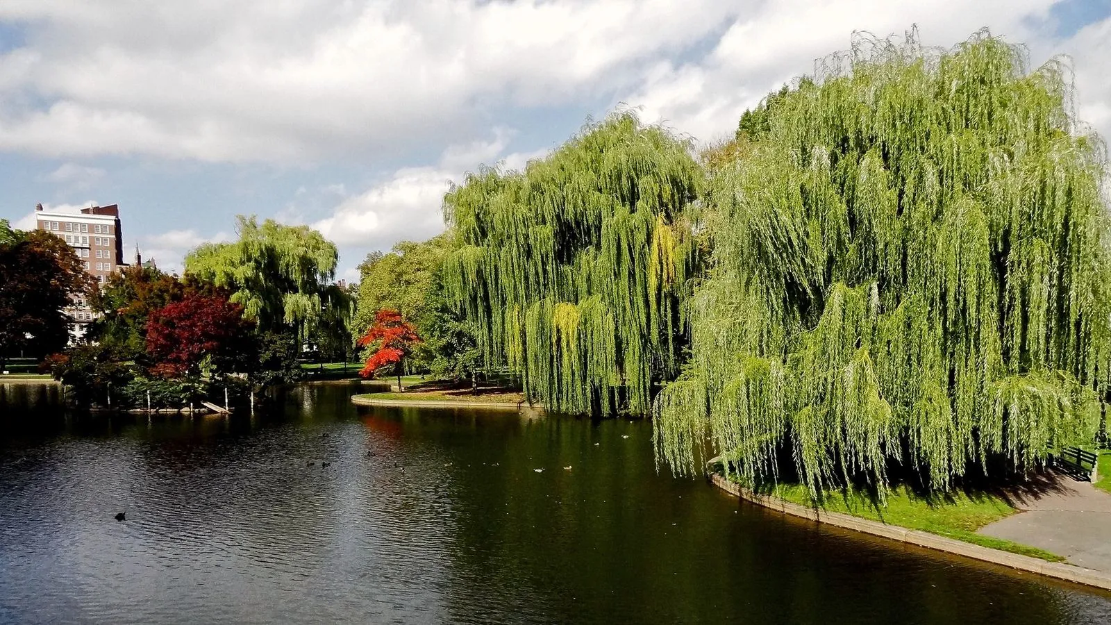 Boston public garden lagoon