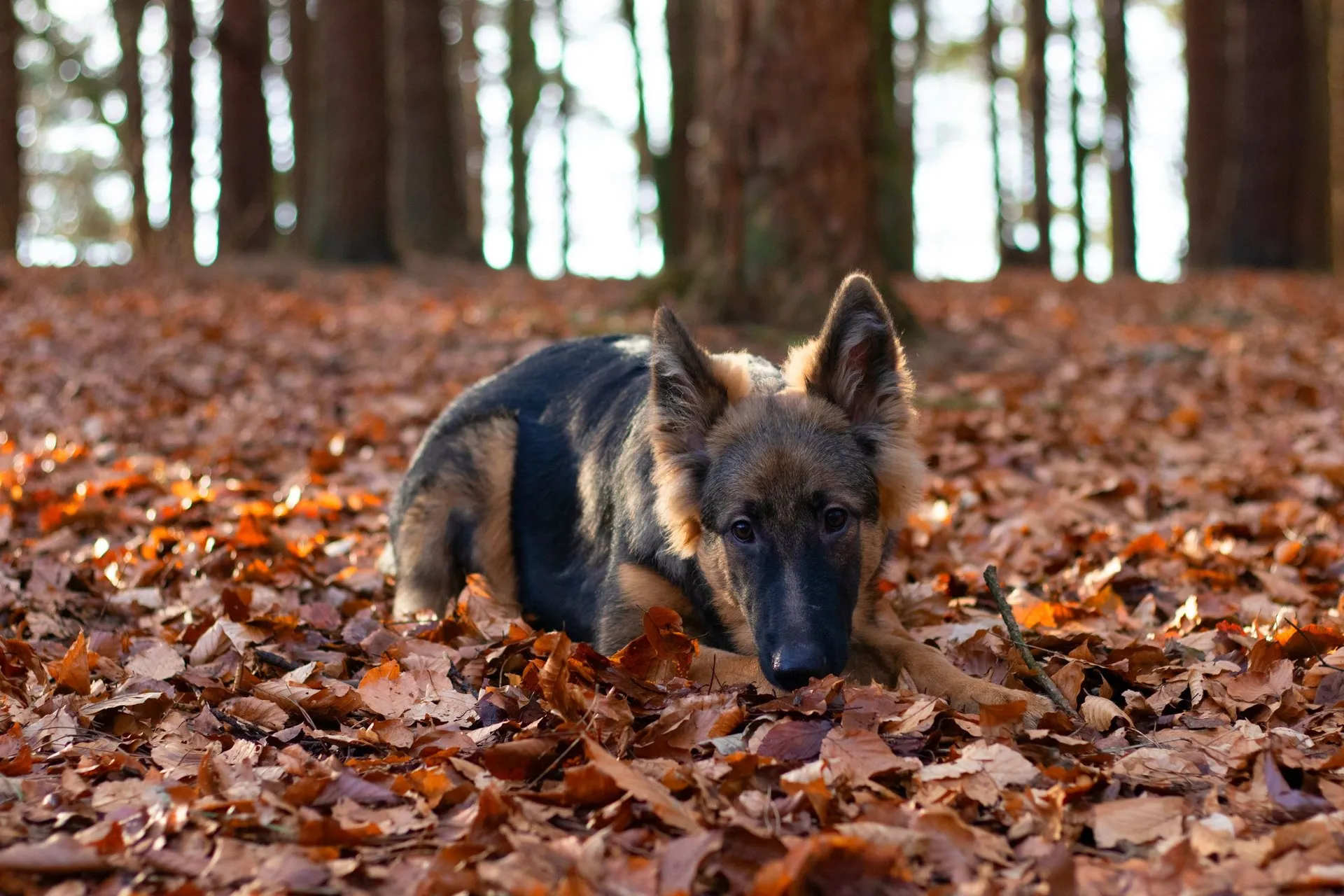A German Shepherd dog lying on fallen autumn leaves in a tranquil forest