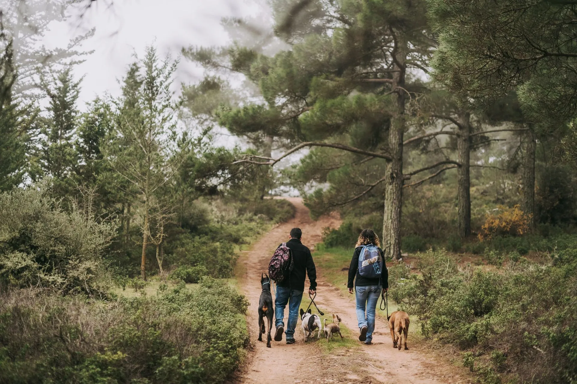 A couple walks with dogs along a scenic forest trail