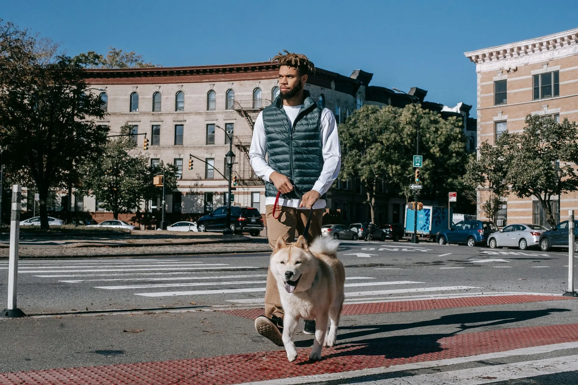 African American male walking on pedestrian crossing with Akita Inu dog