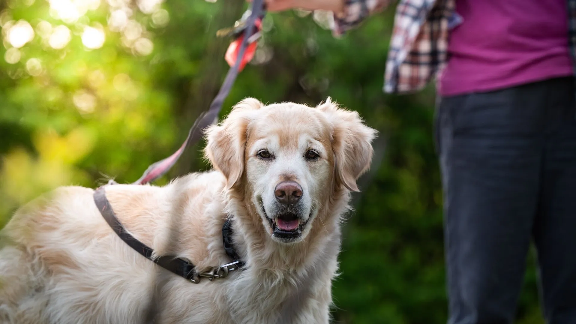 Golden Retriever on a leash enjoying an outdoor walk with owner