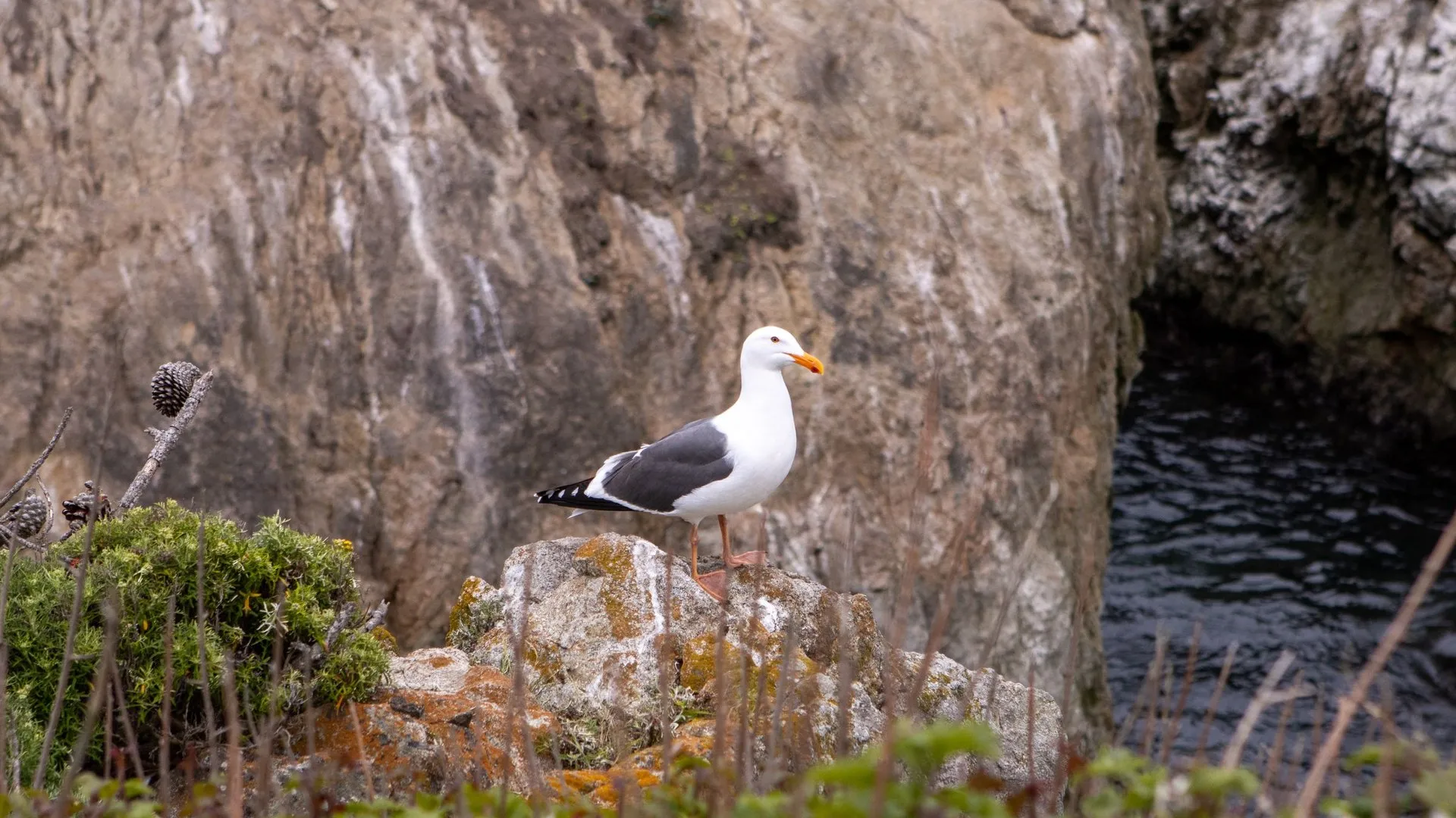 A seagull stands on rugged rocks by the sea in Carmel-by-the-Sea