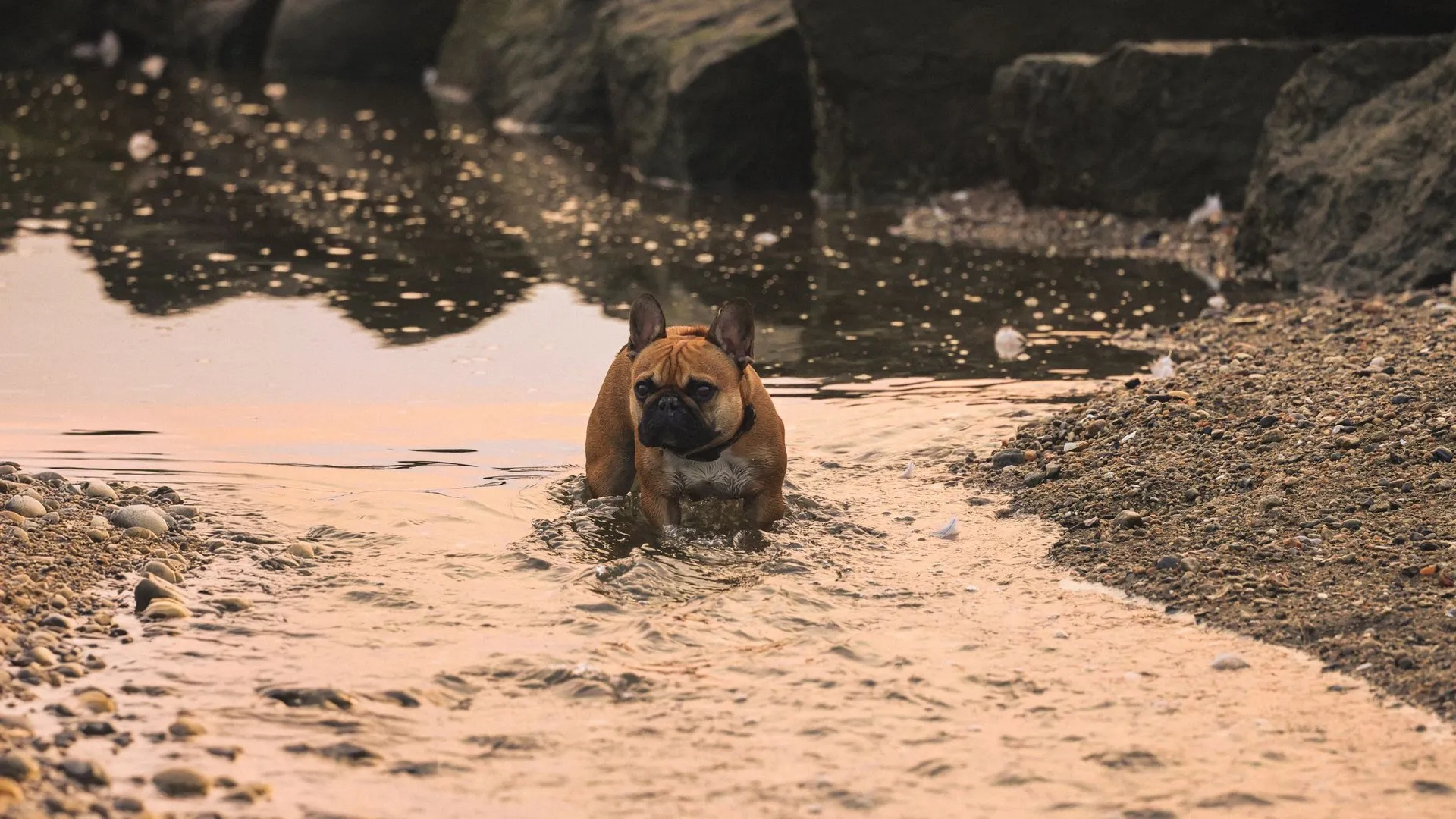 French Bulldog playing in shallow water at a scenic Stamford beach