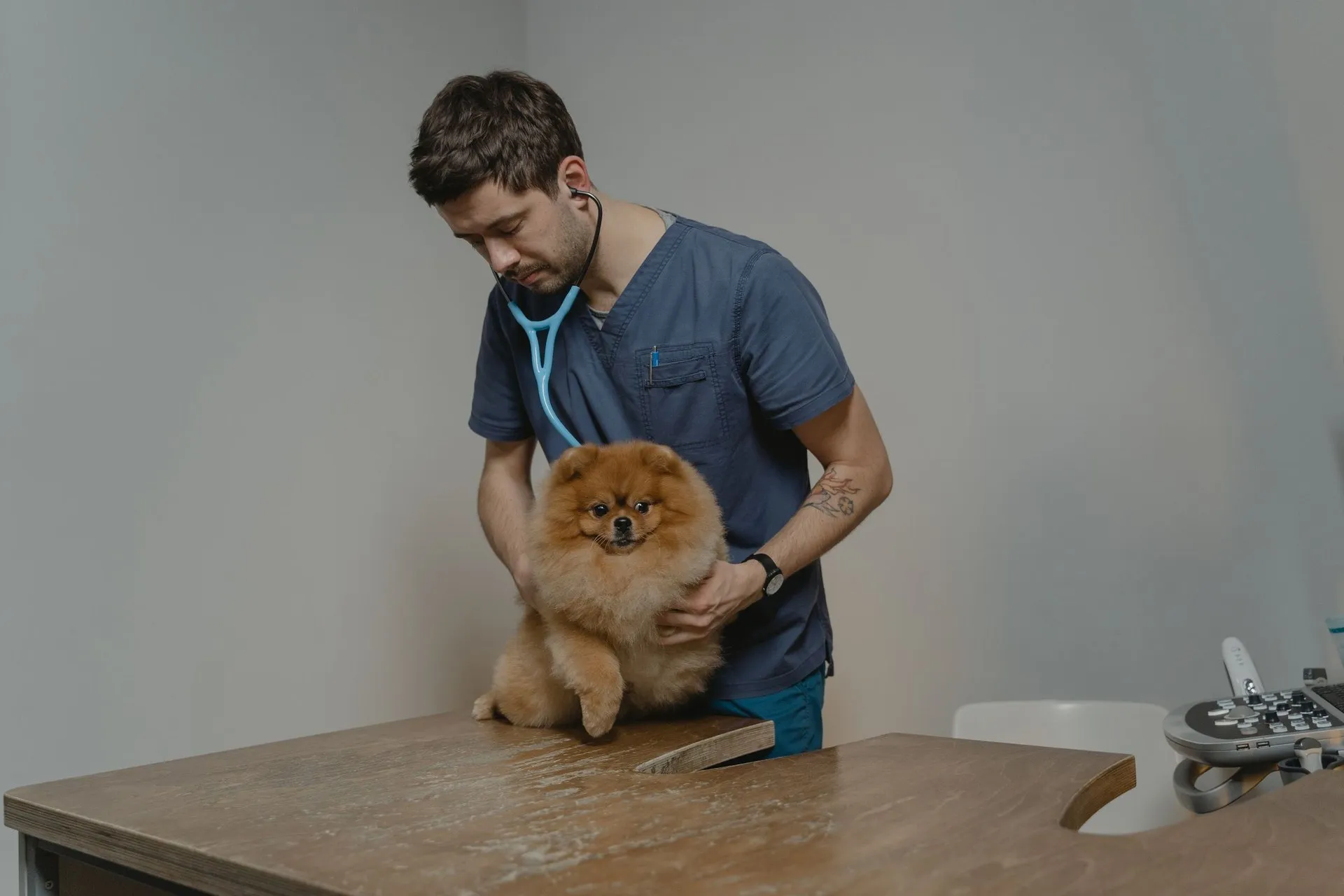 A veterinarian checks a Pomeranian dog using a stethoscope