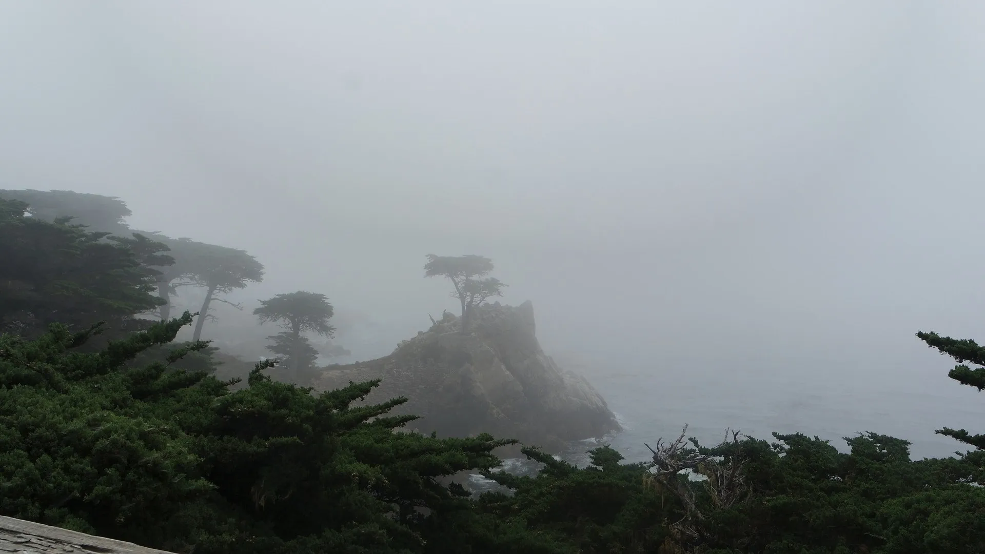Lone cypress near carmel california