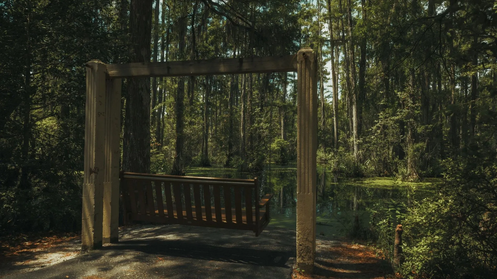 Swing overlooking a lush cypress swamp in Charleston, South Carolina
