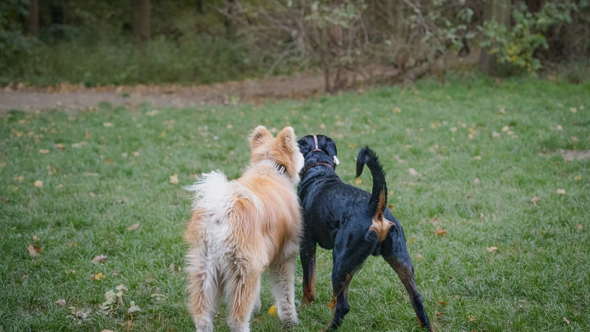 Two dogs enjoying a walk in a lush green park, surrounded by nature