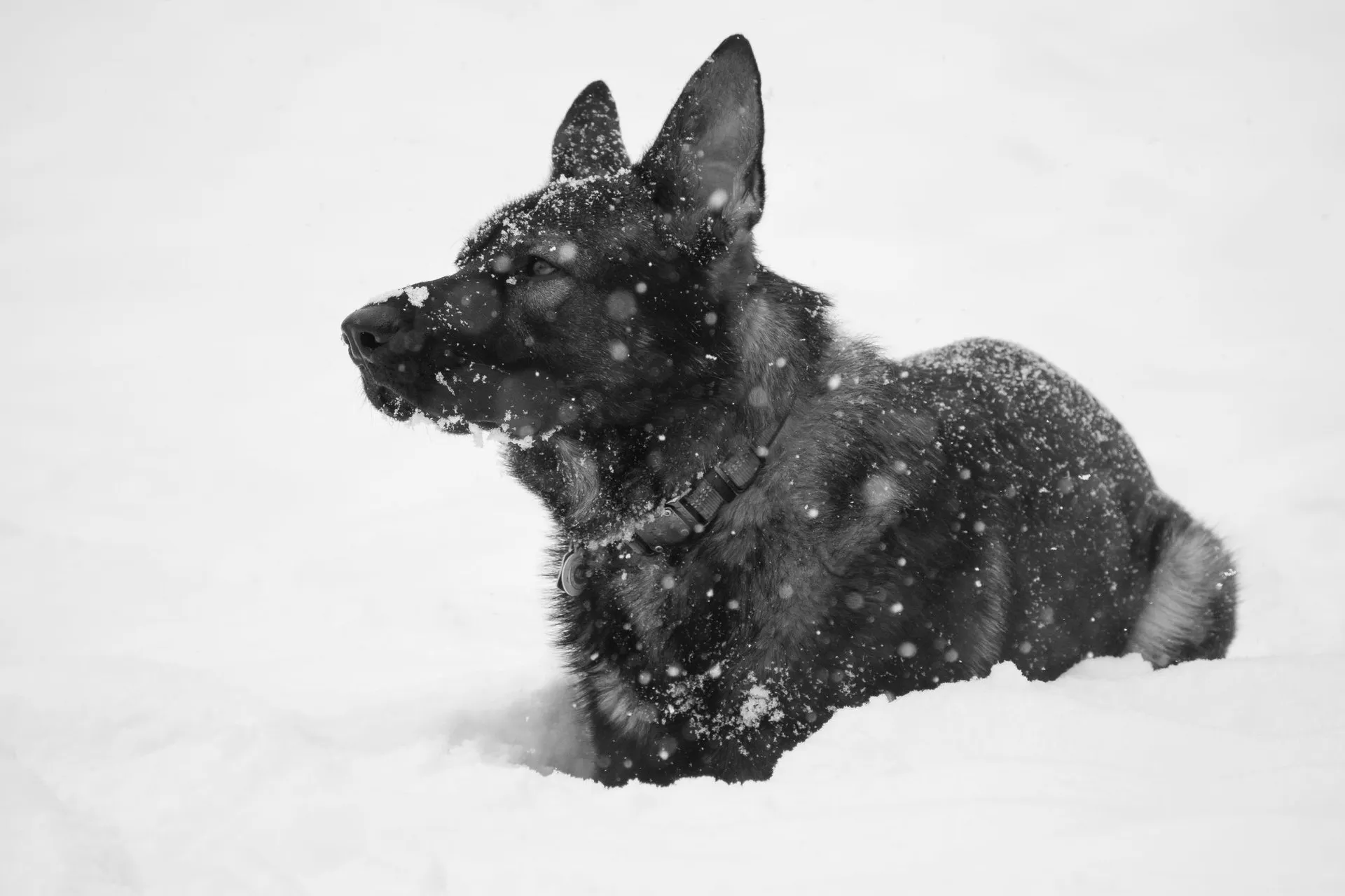 German Shepherd dog lying in snowy Chicago landscape during winter
