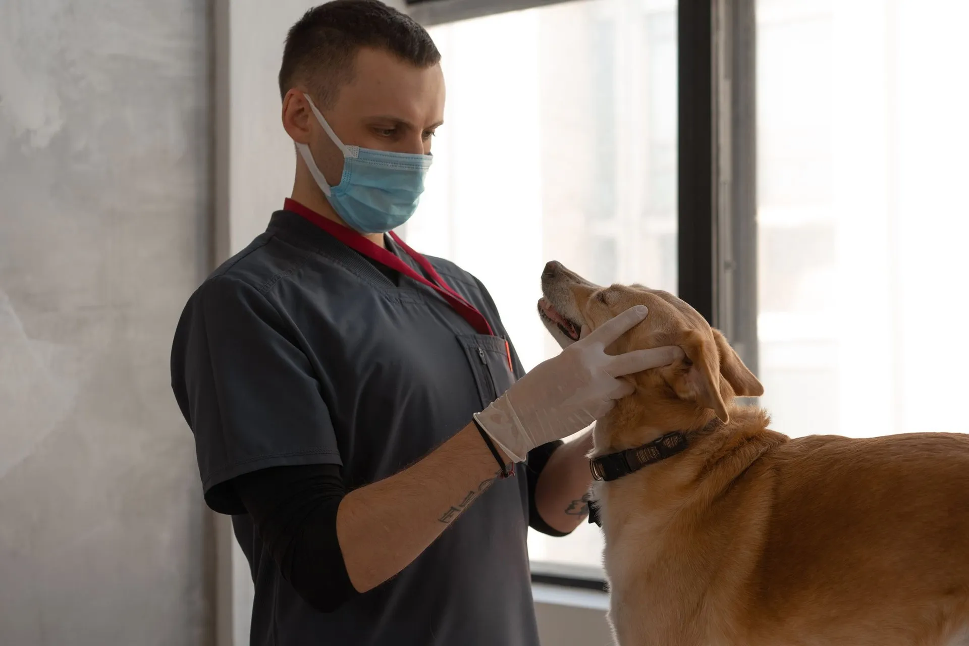 A veterinarian wearing a mask examines a dog indoors, focusing