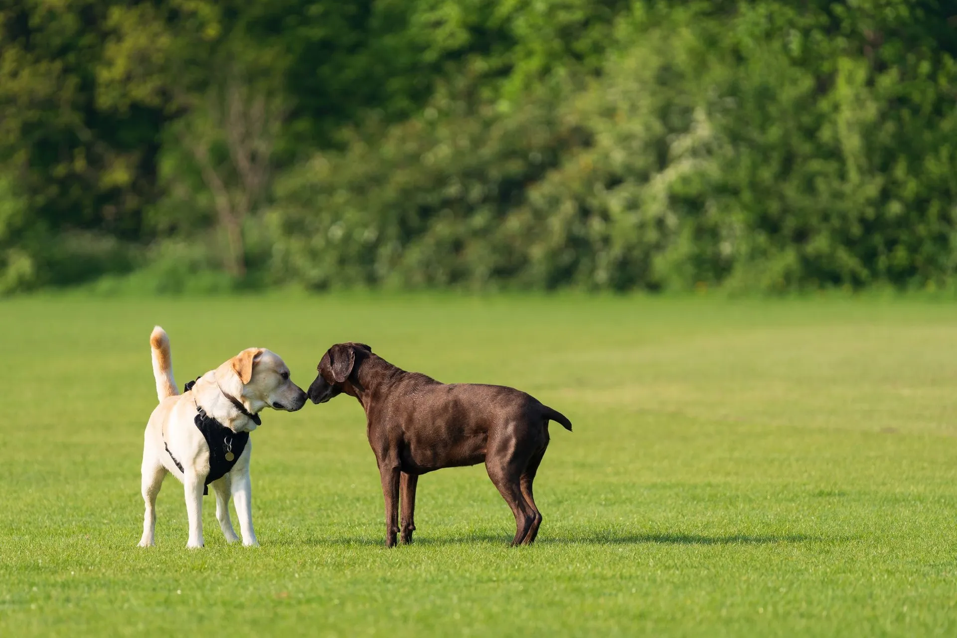 Two labrador retrievers, yellow and chocolate, greet on a sunny park day
