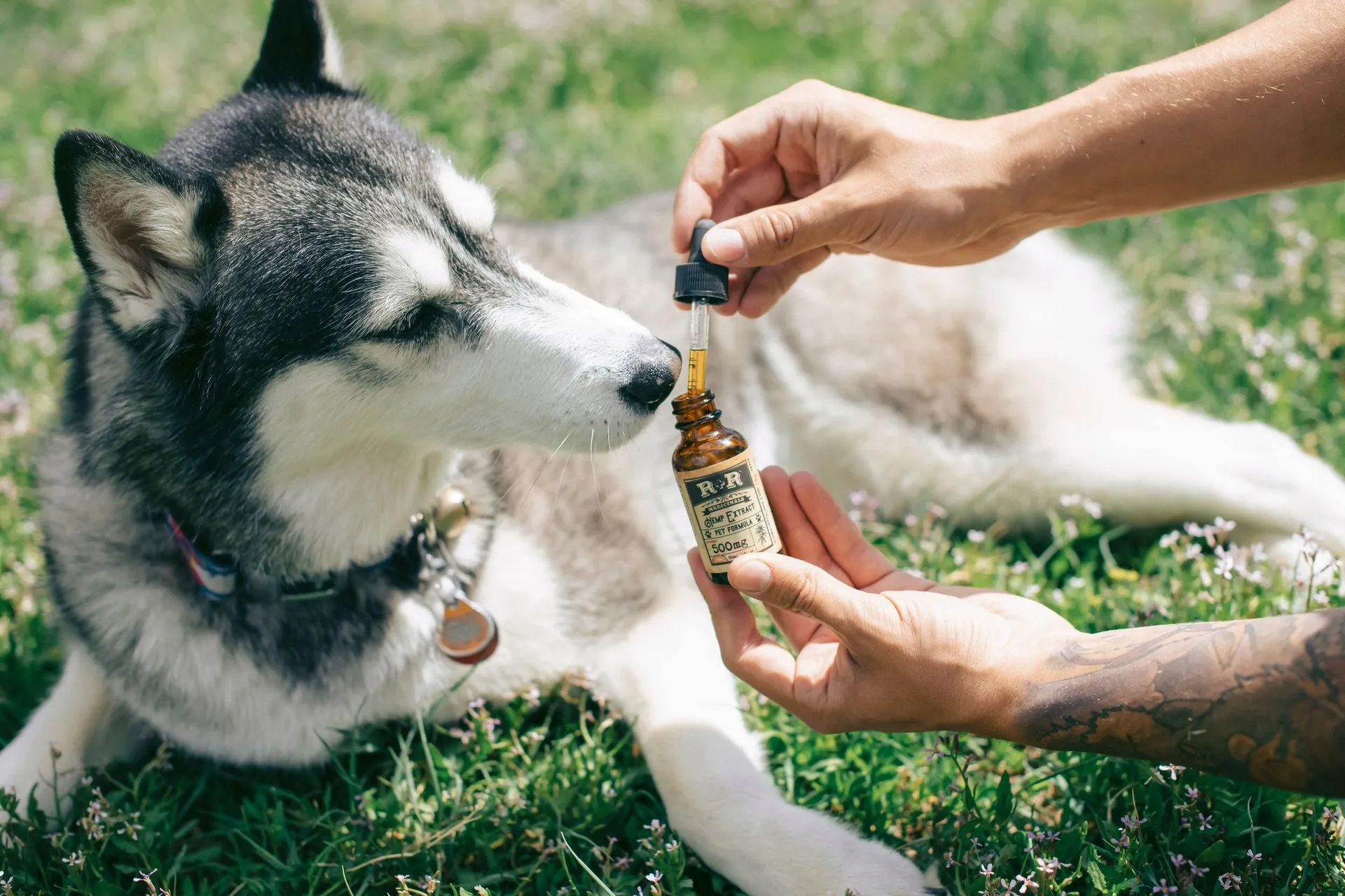 A Siberian Husky being introduced to CBD oil outdoors by a tattooed hand