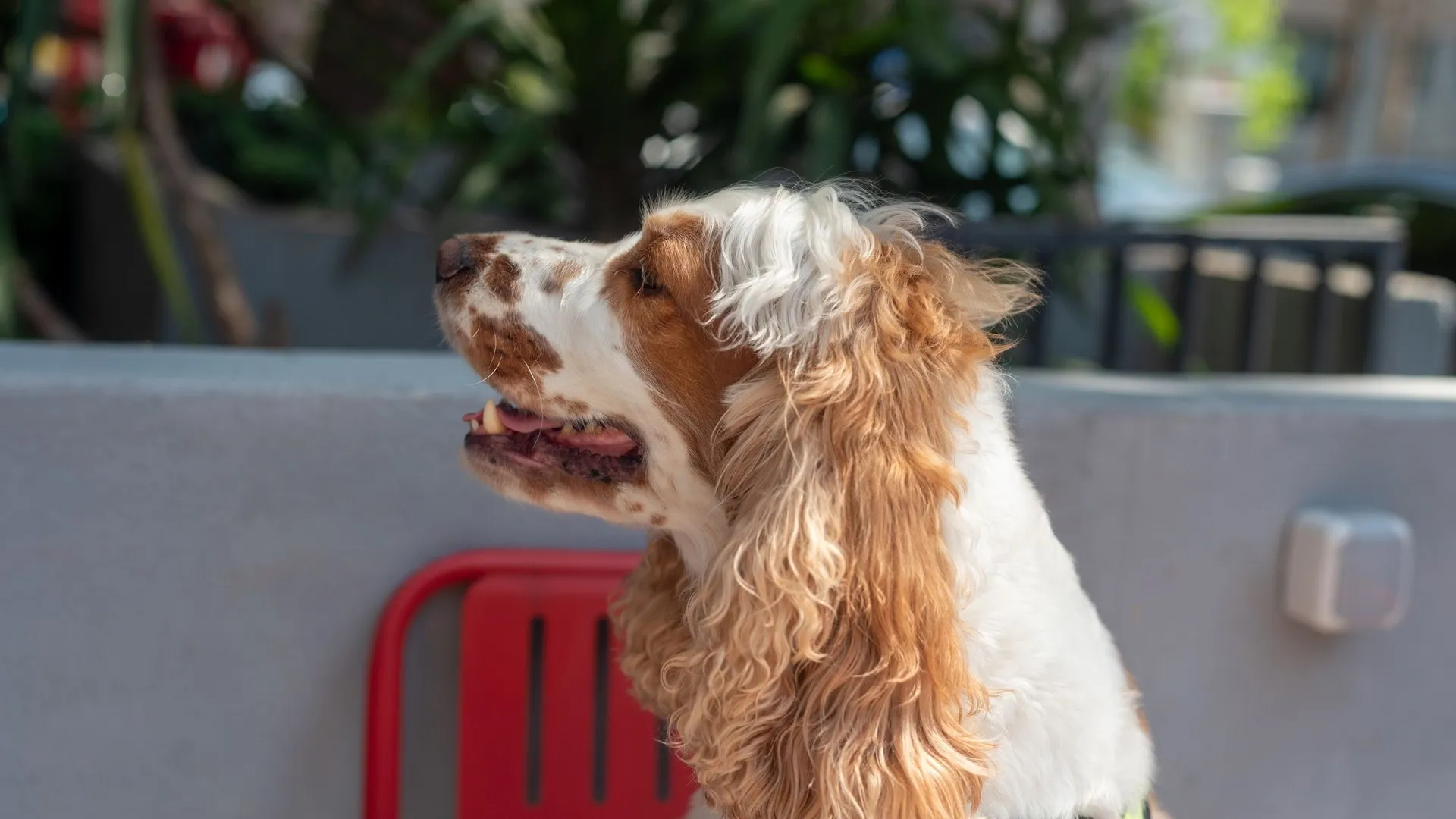 Cocker Spaniel dog enjoying a sunny day outside on a patio