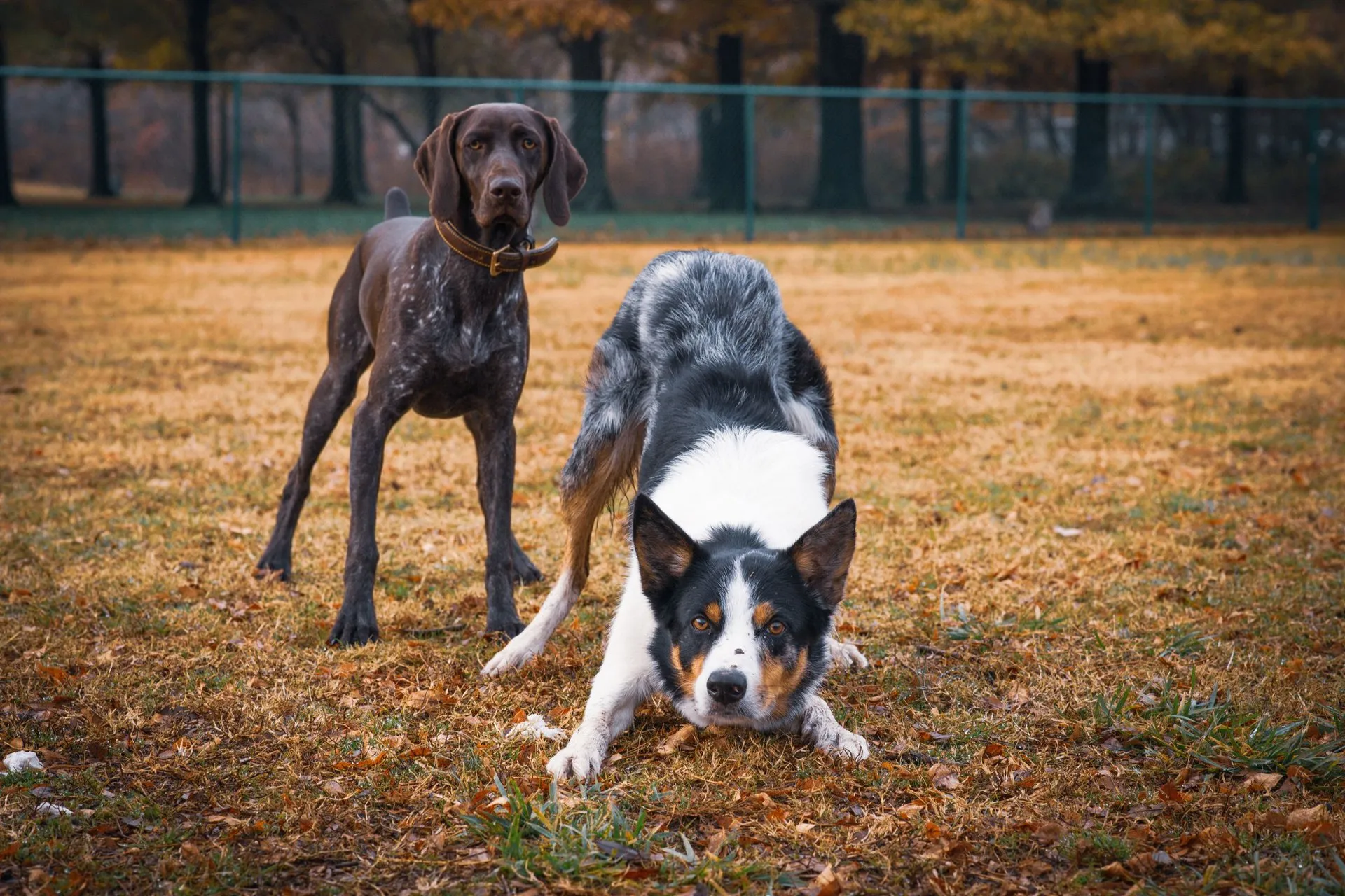 German Shorthaired Pointer and Blue Merle Dog in a play stance
