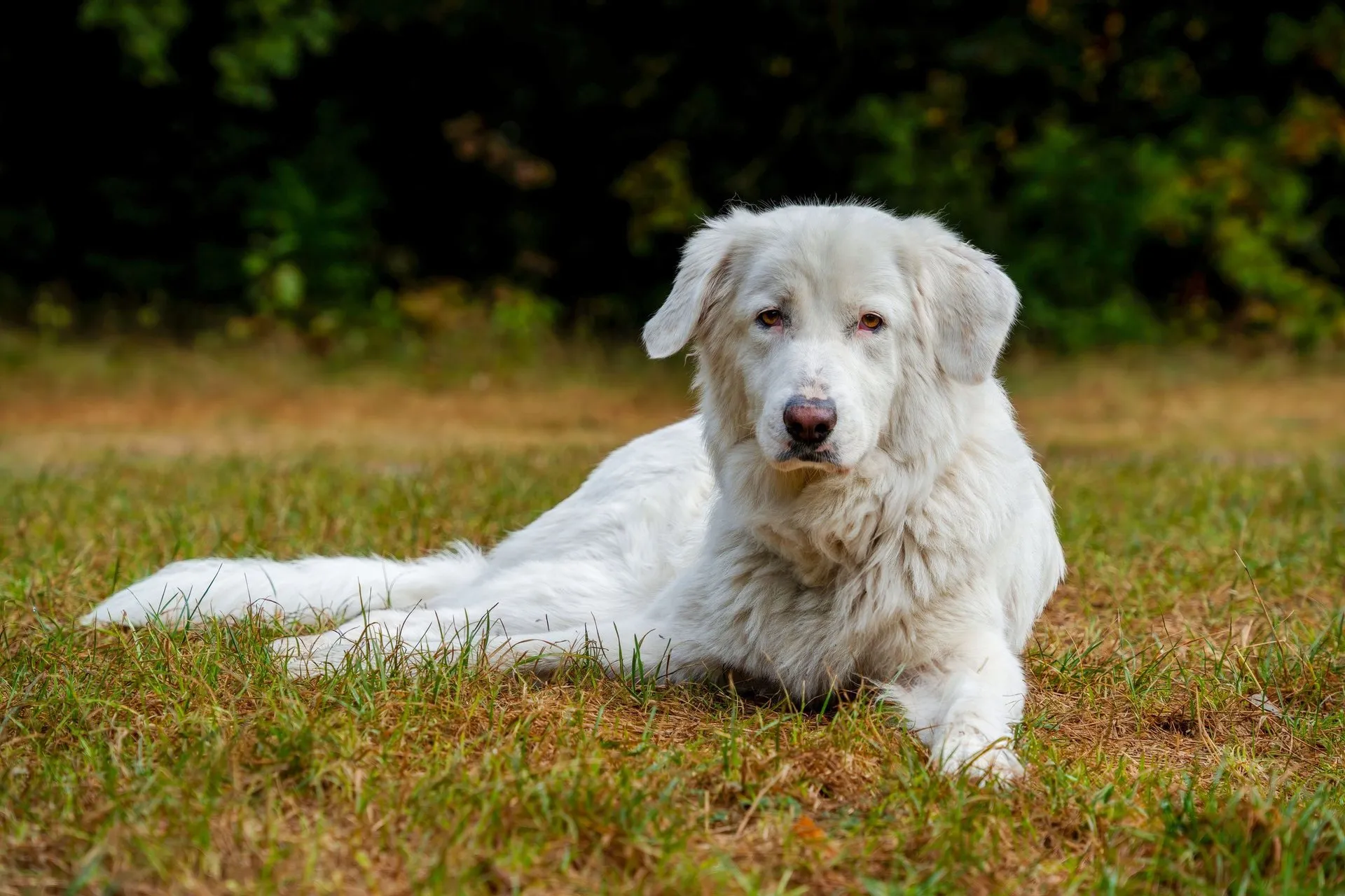 A large white shepherd dog resting on a grassy field during a sunny day