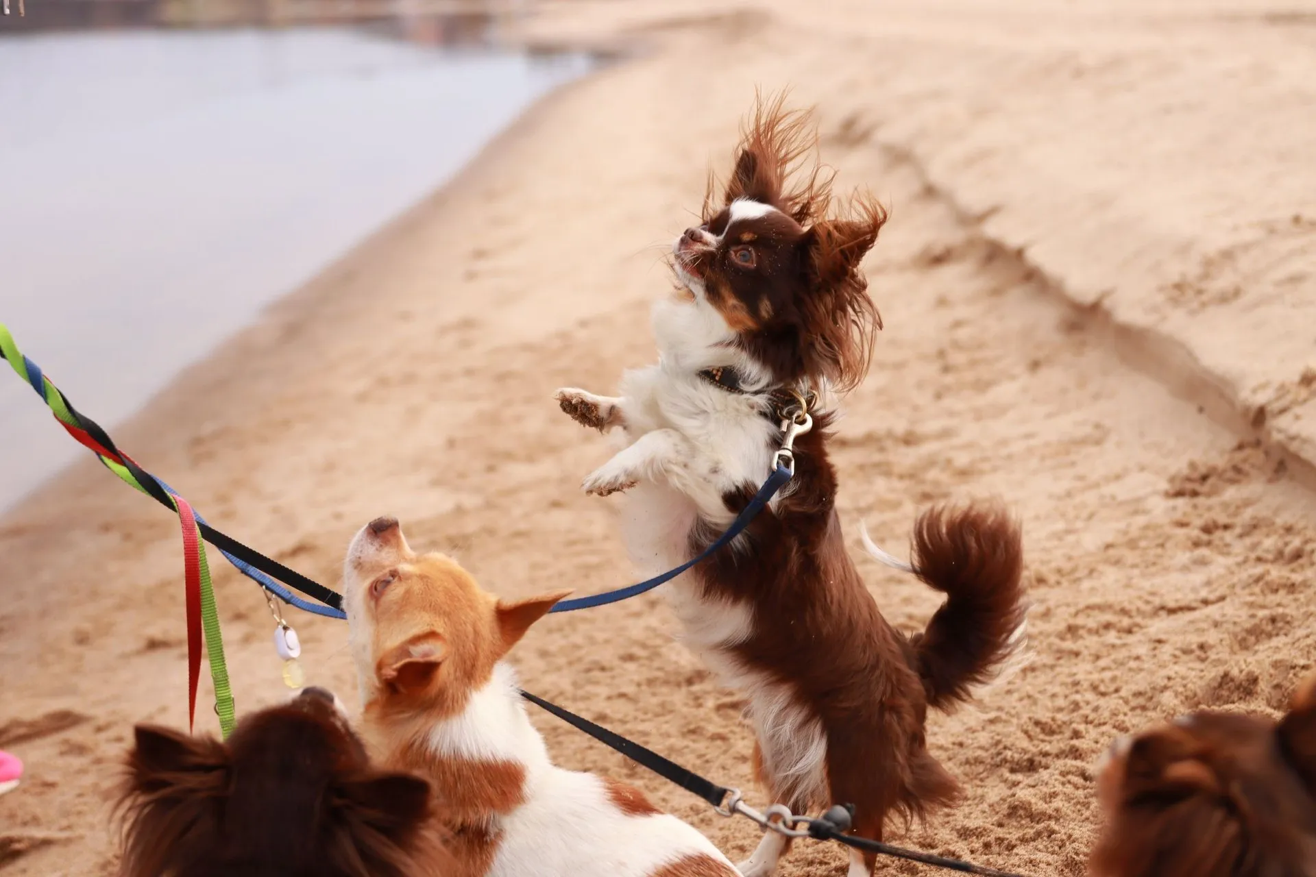 Small dogs, including Chihuahuas, play happily on a sandy beach