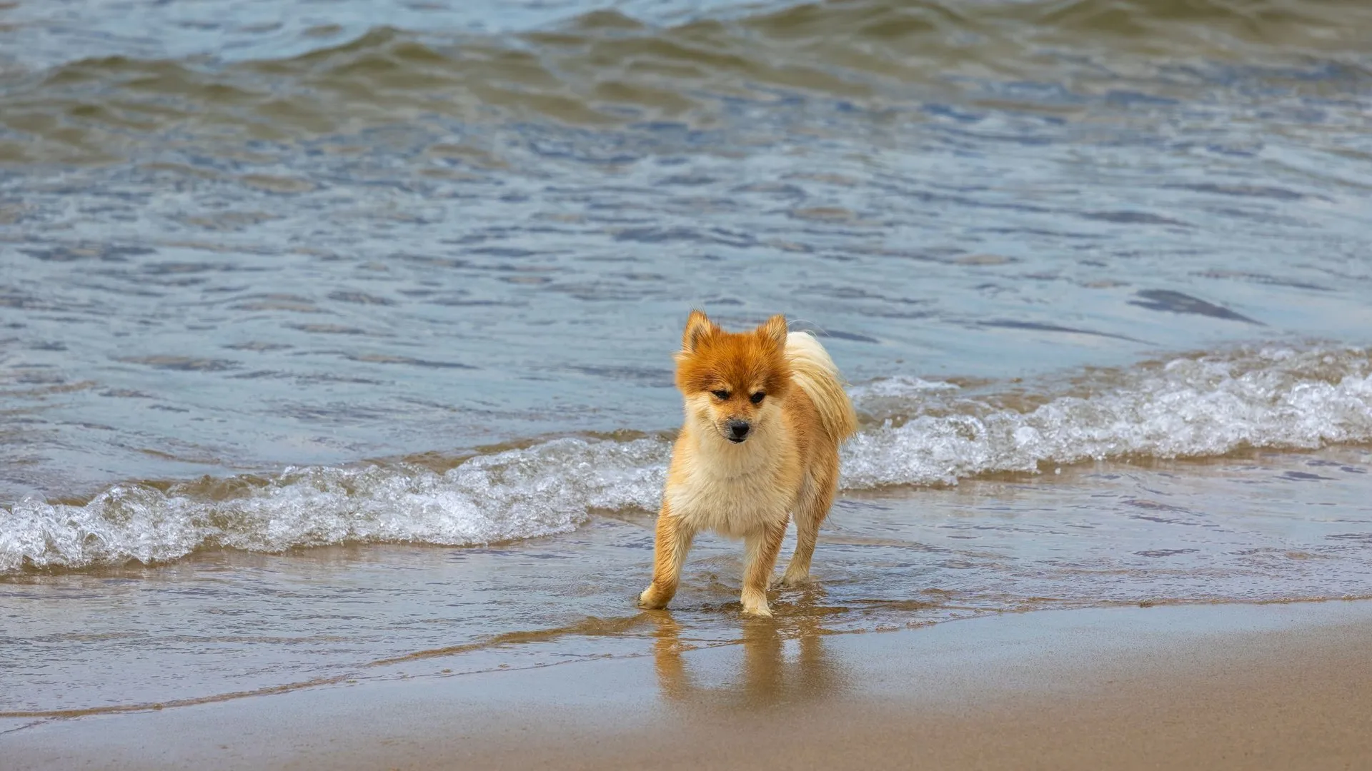 Pomeranian puppy walking along a sandy beach with gentle waves