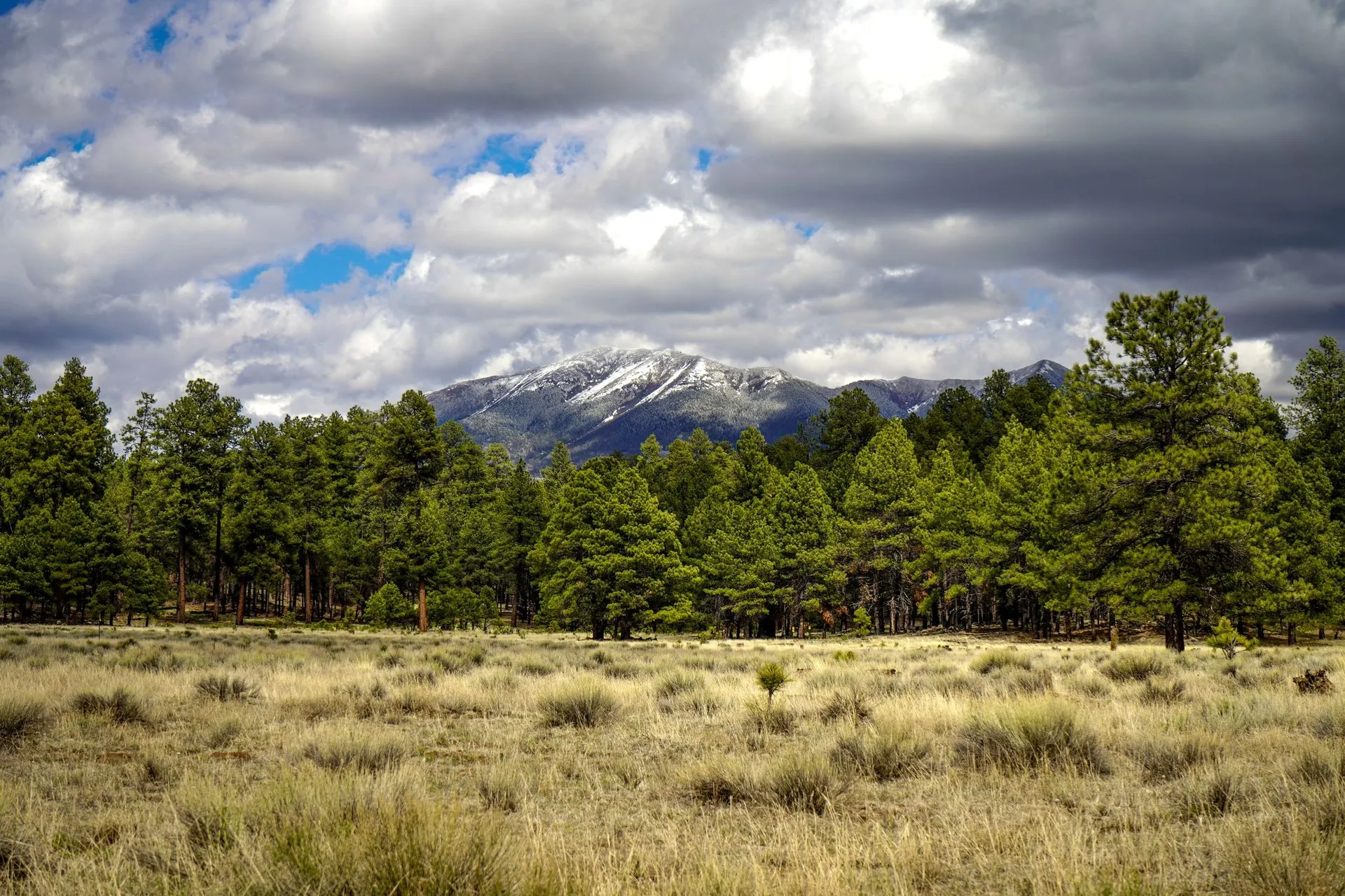 Landscape with pine forests in Flagstaff, Arizona