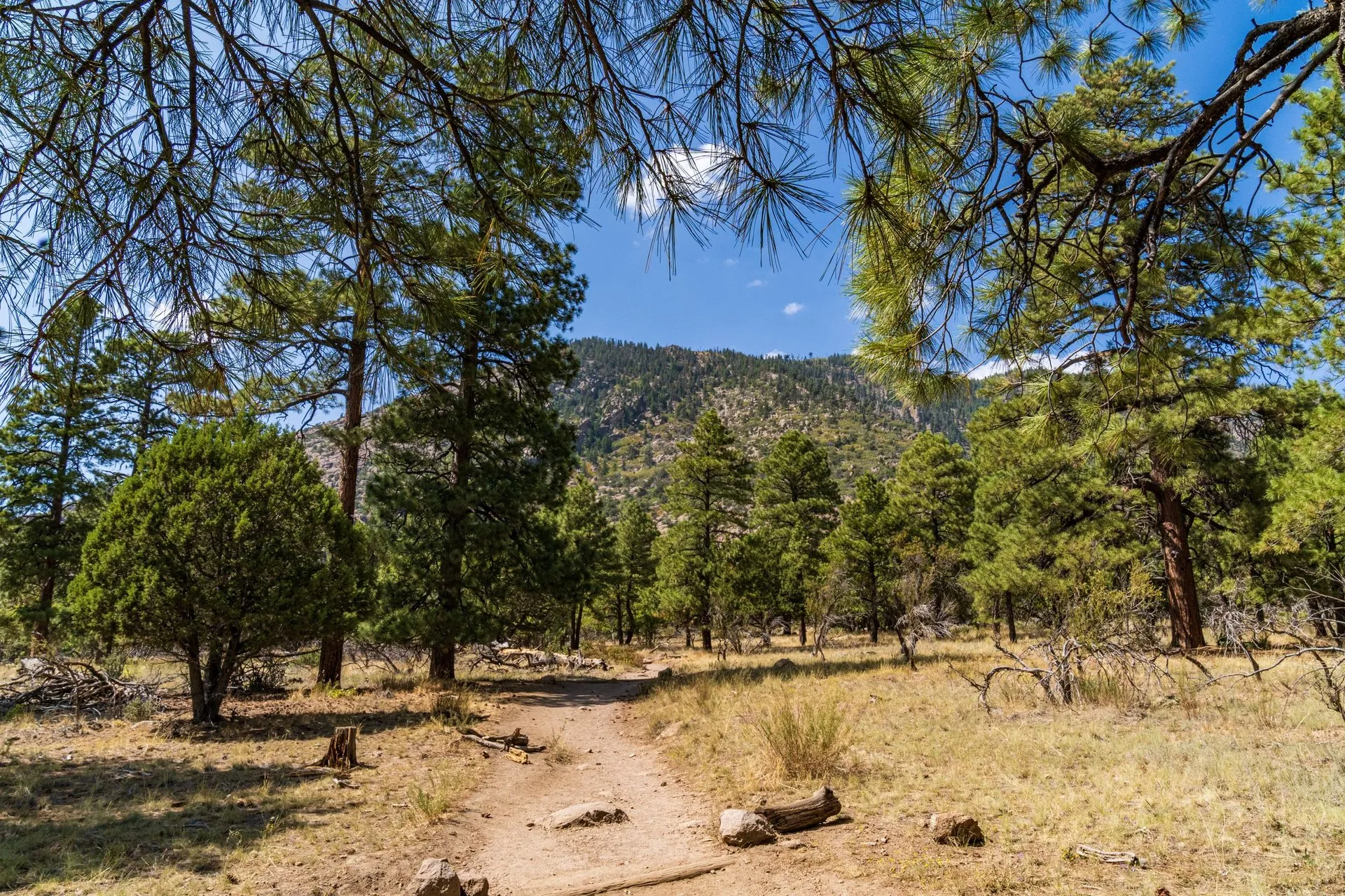 Discover the serene beauty of a forest trail in Flagstaff