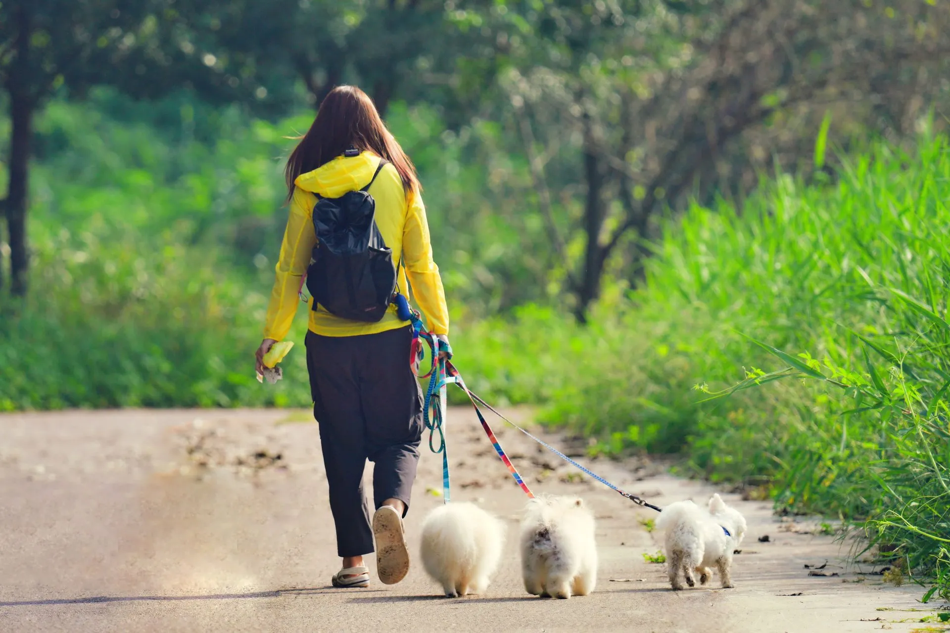 Young woman walking fluffy dogs along a leafy park path on a sunny day