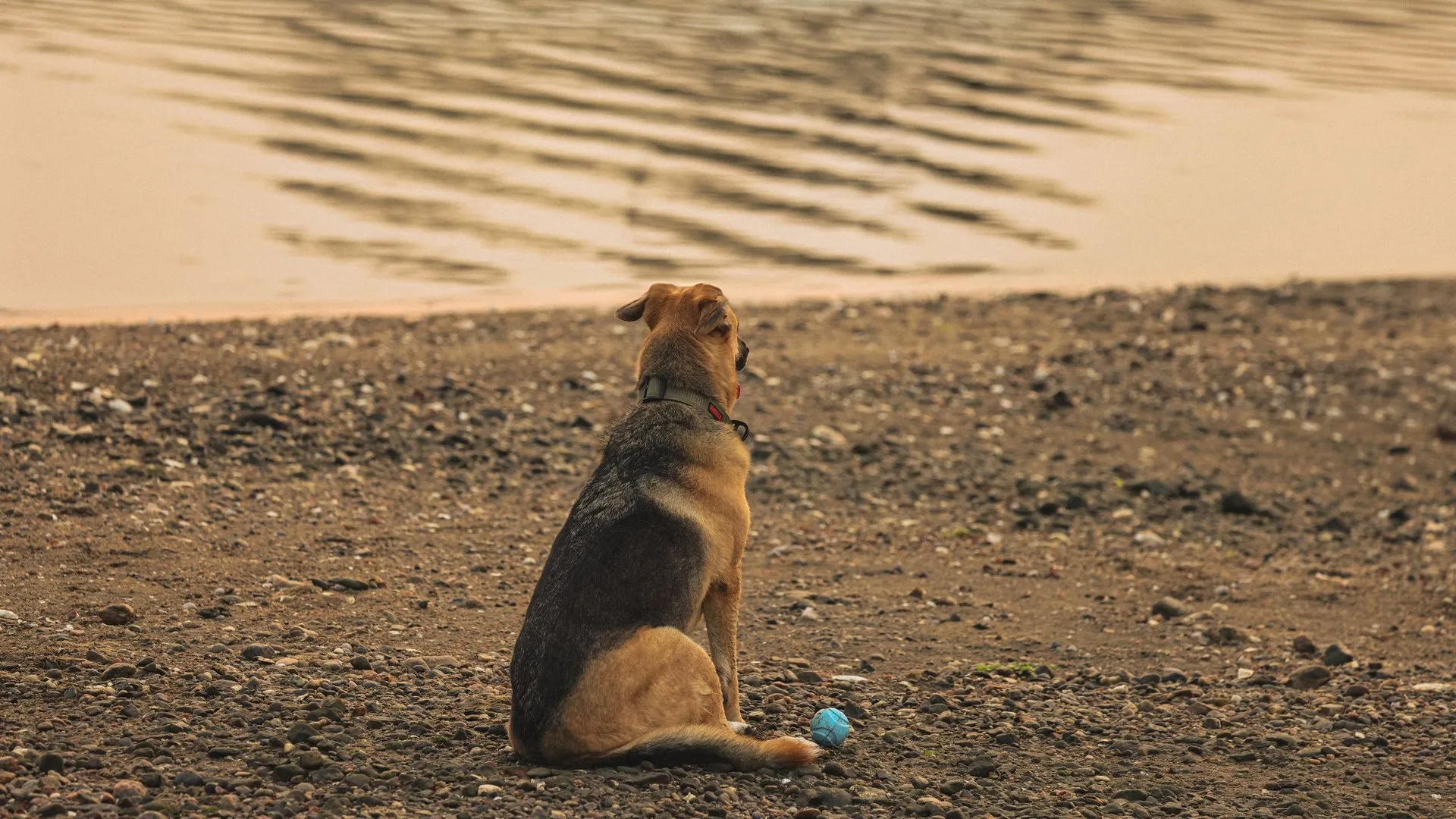 A dog quietly sits by the beach, watching the sunset over the water