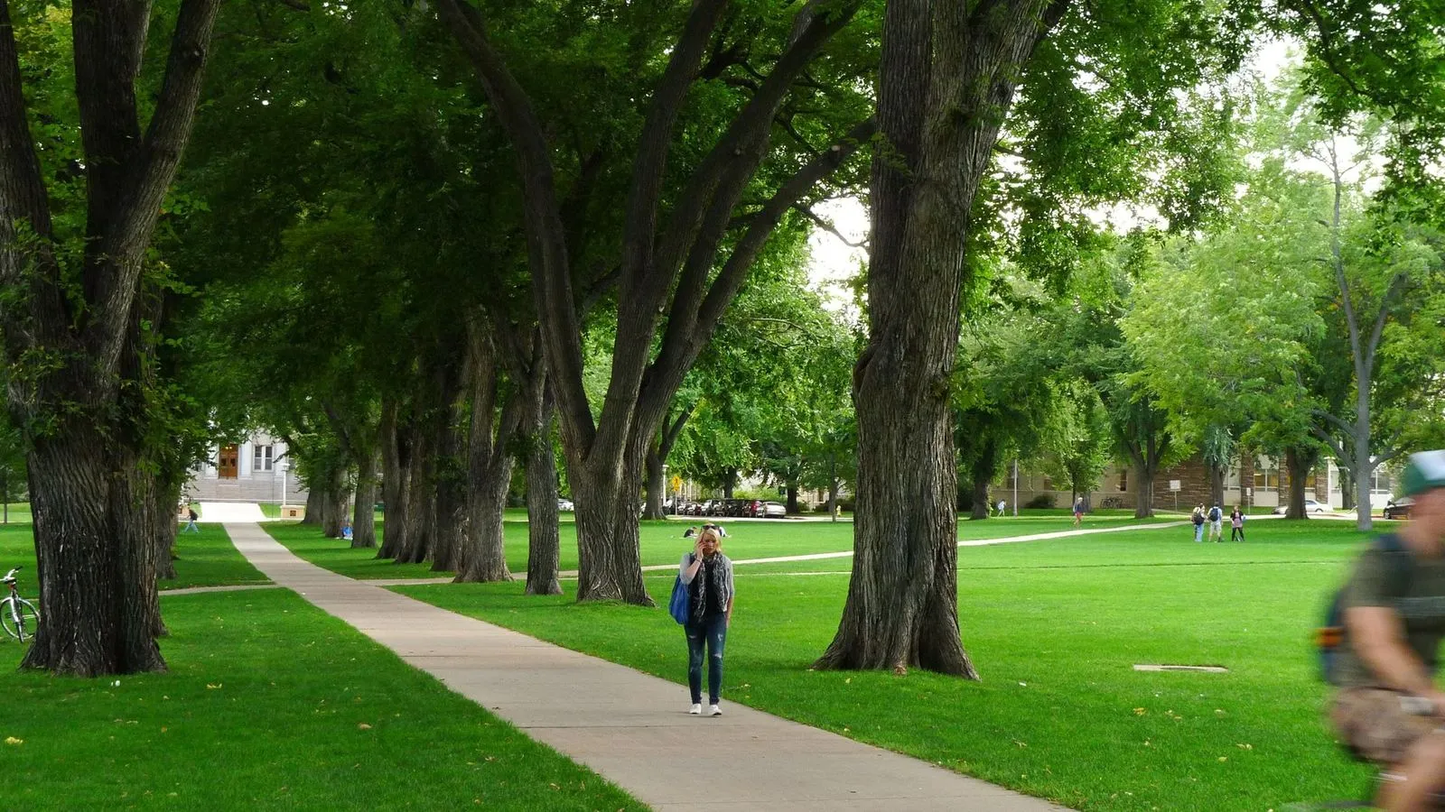 Colorado state university oval in fort collins