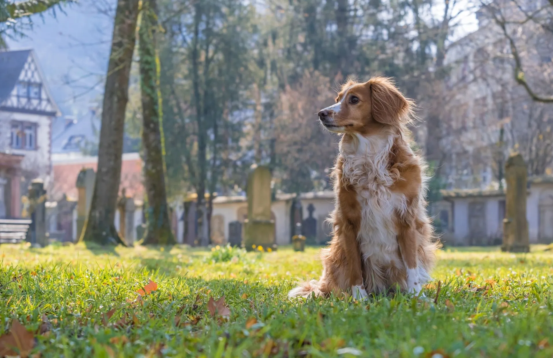 A Cocker Spaniel dog sits attentively in a park with trees and grass