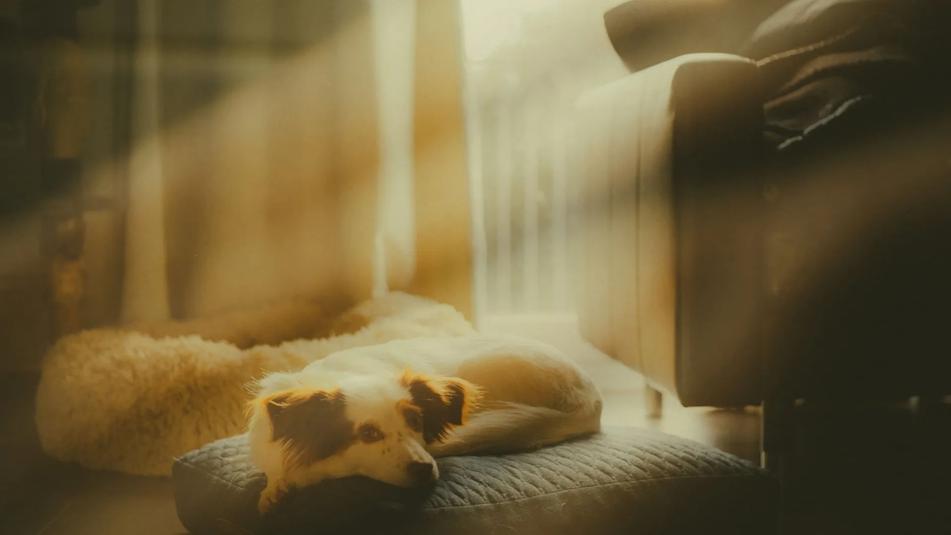 A relaxed dog enjoys sunlight streaming through a cozy room