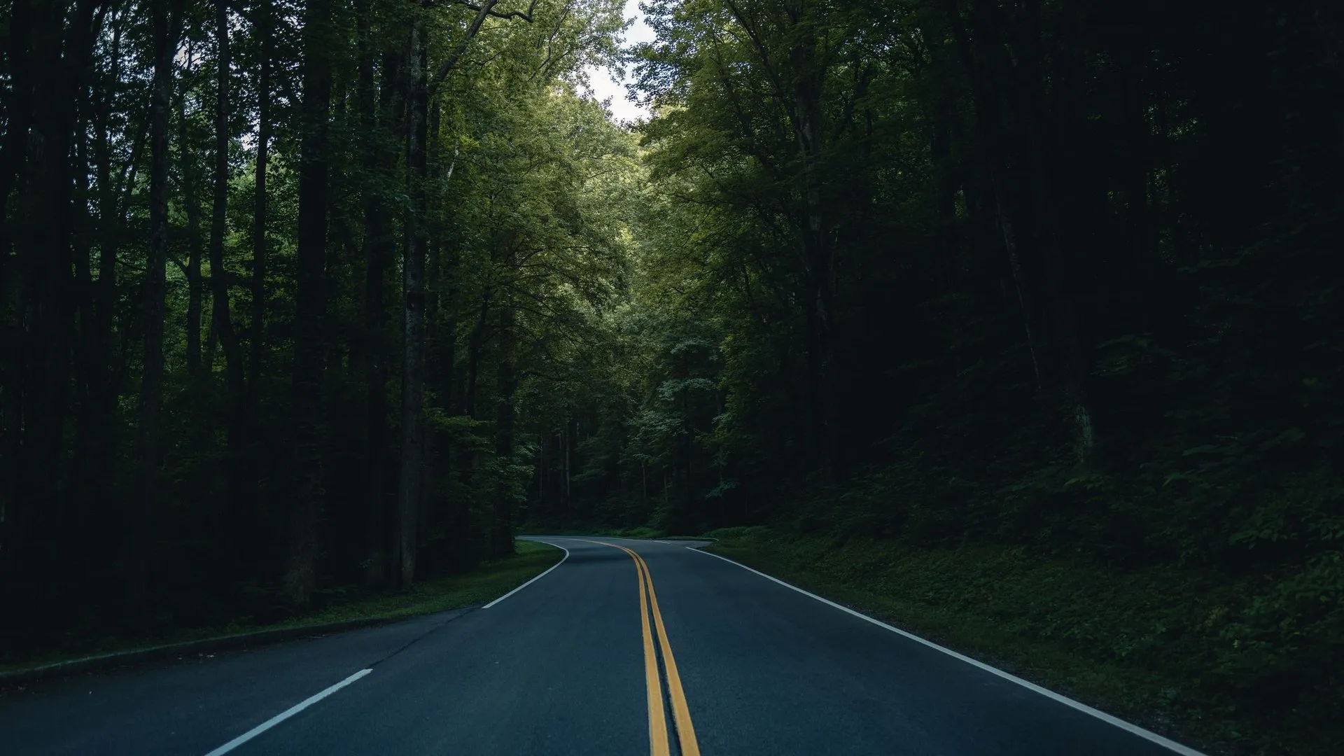 Road through dense green forest in Gatlinburg, captured during summer