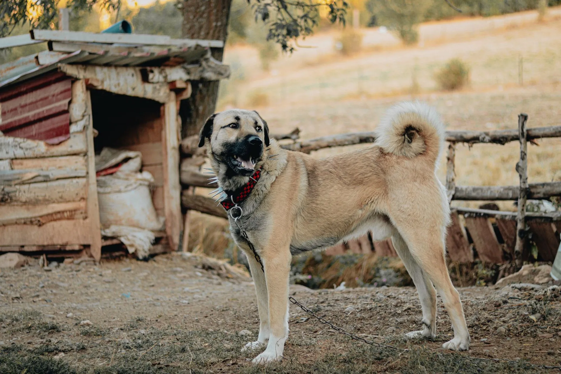 Kangal shepherd dog with spiked collar stands outdoors