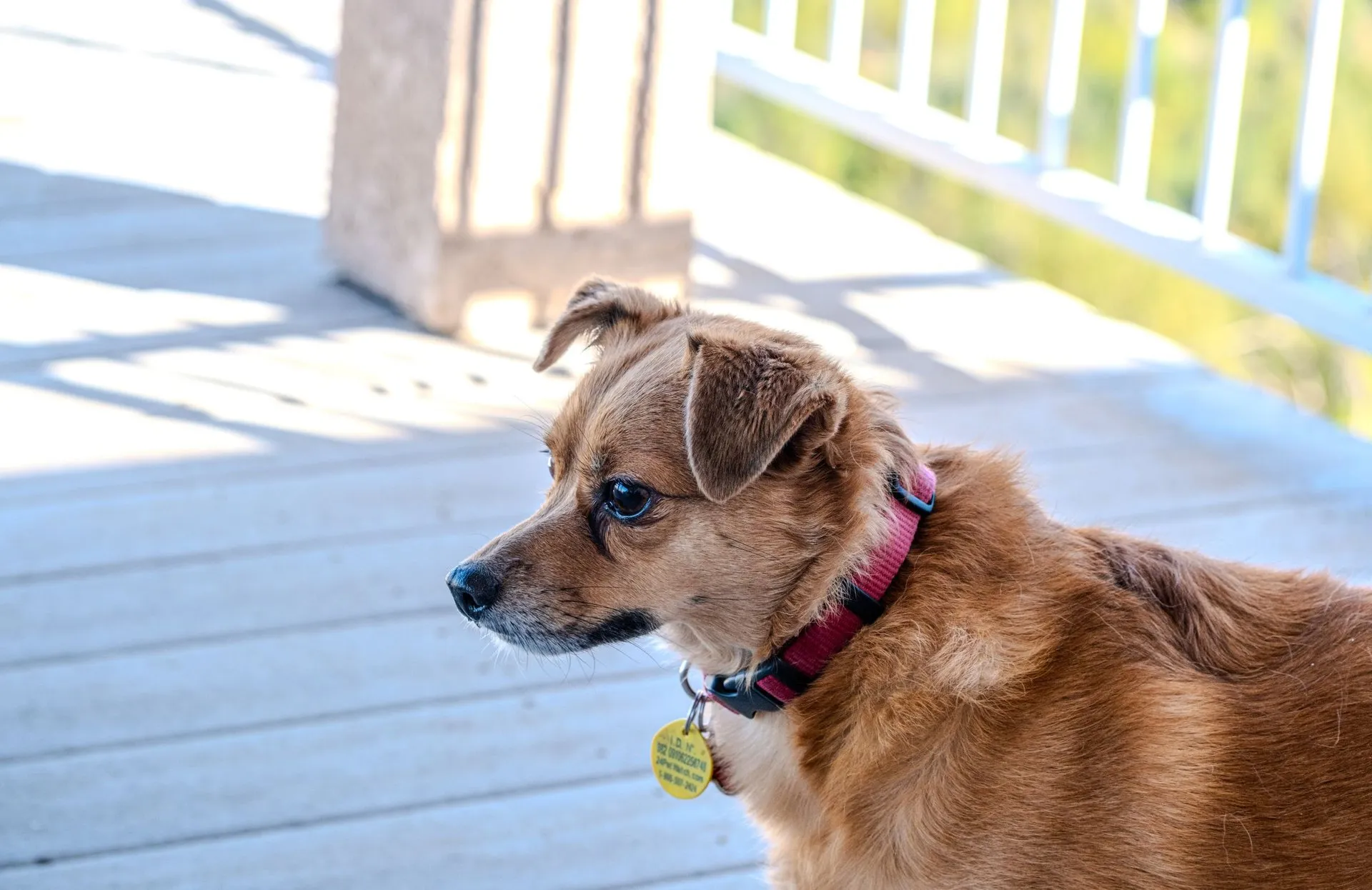A small brown dog wearing a collar stands on a sunlit porch