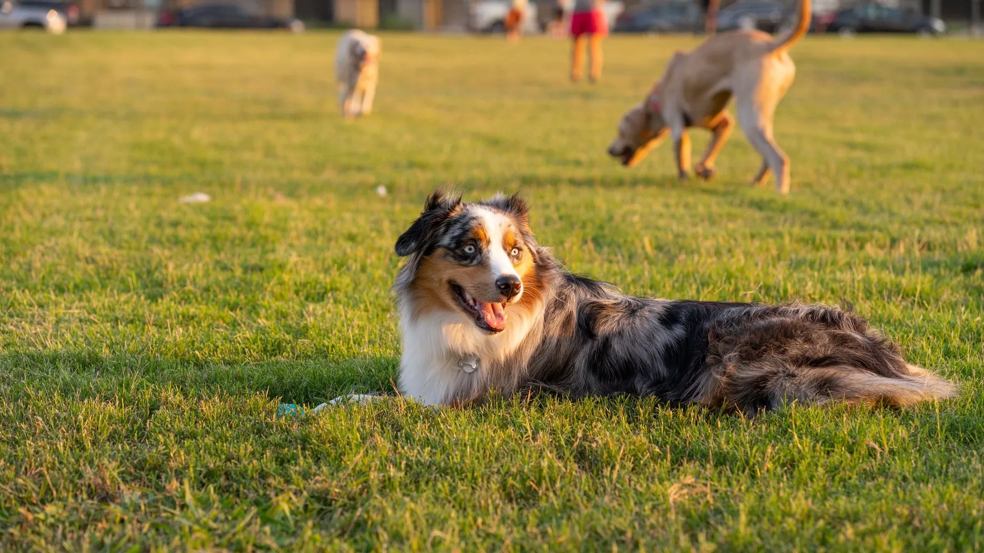 Australian Shepherd lying on grass at a lively outdoor dog park