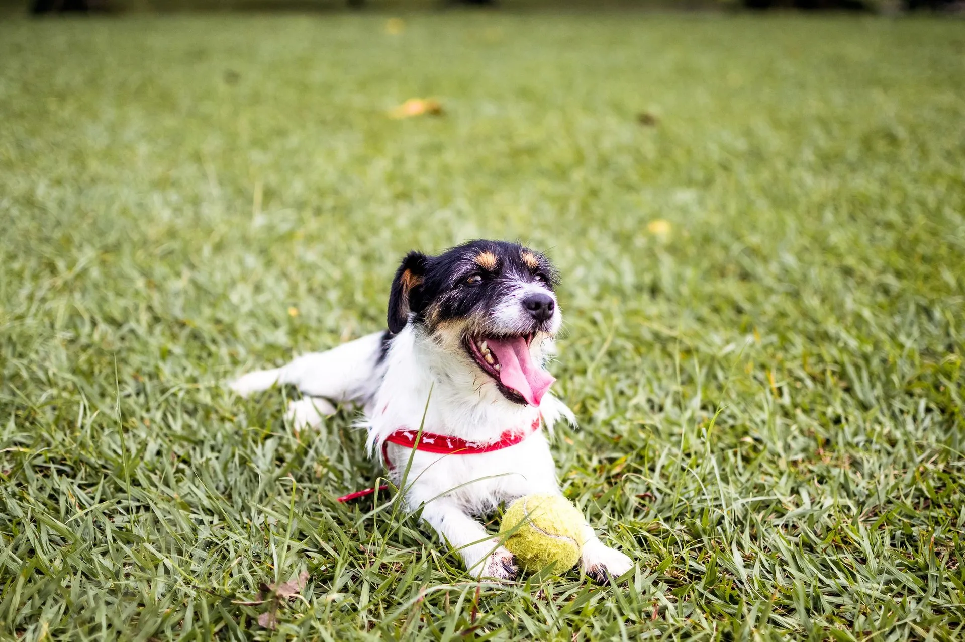 Energetic terrier dog lying on grass with tennis ball park