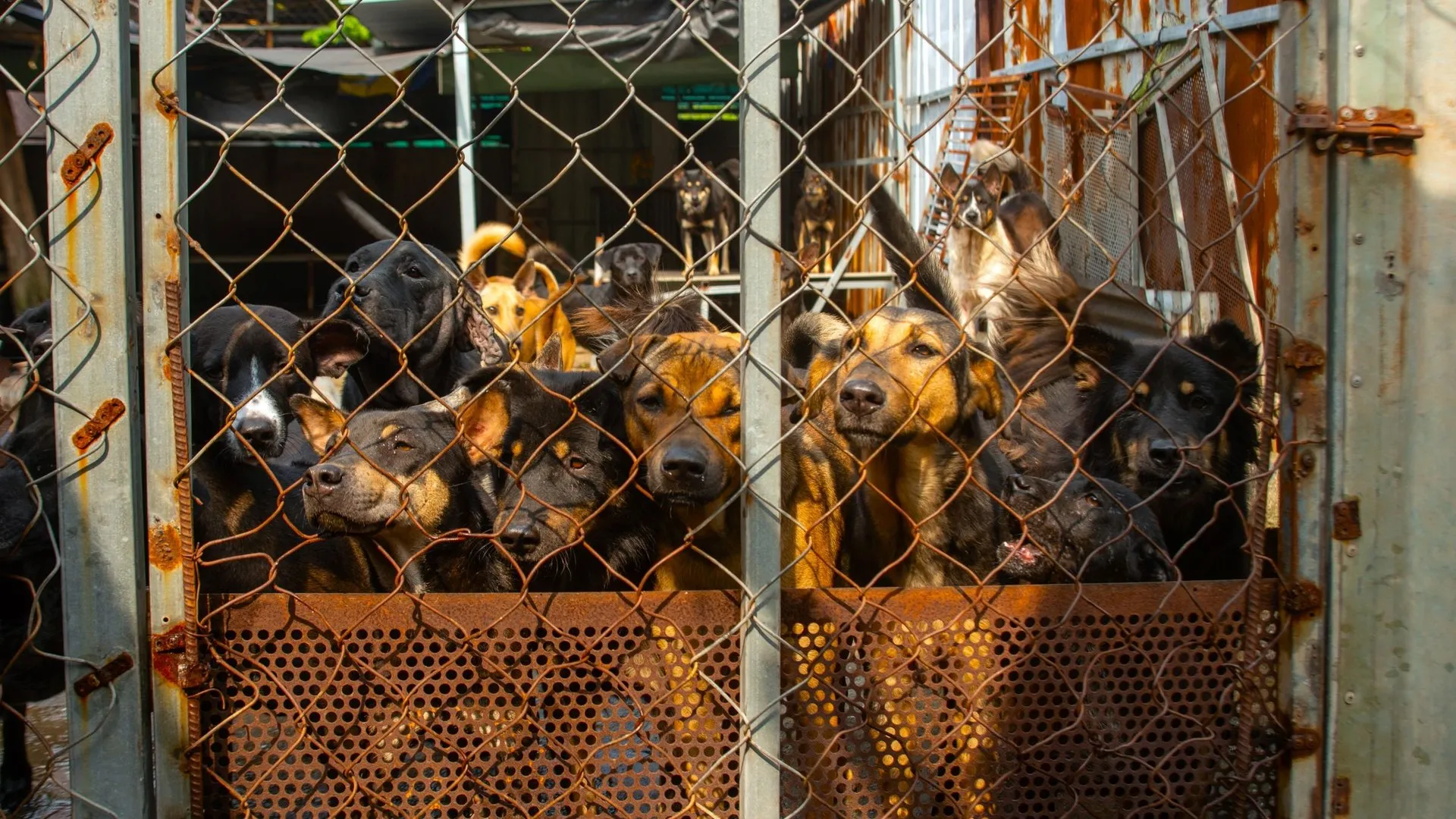 A group of dogs behind a metal fence in a shelter
