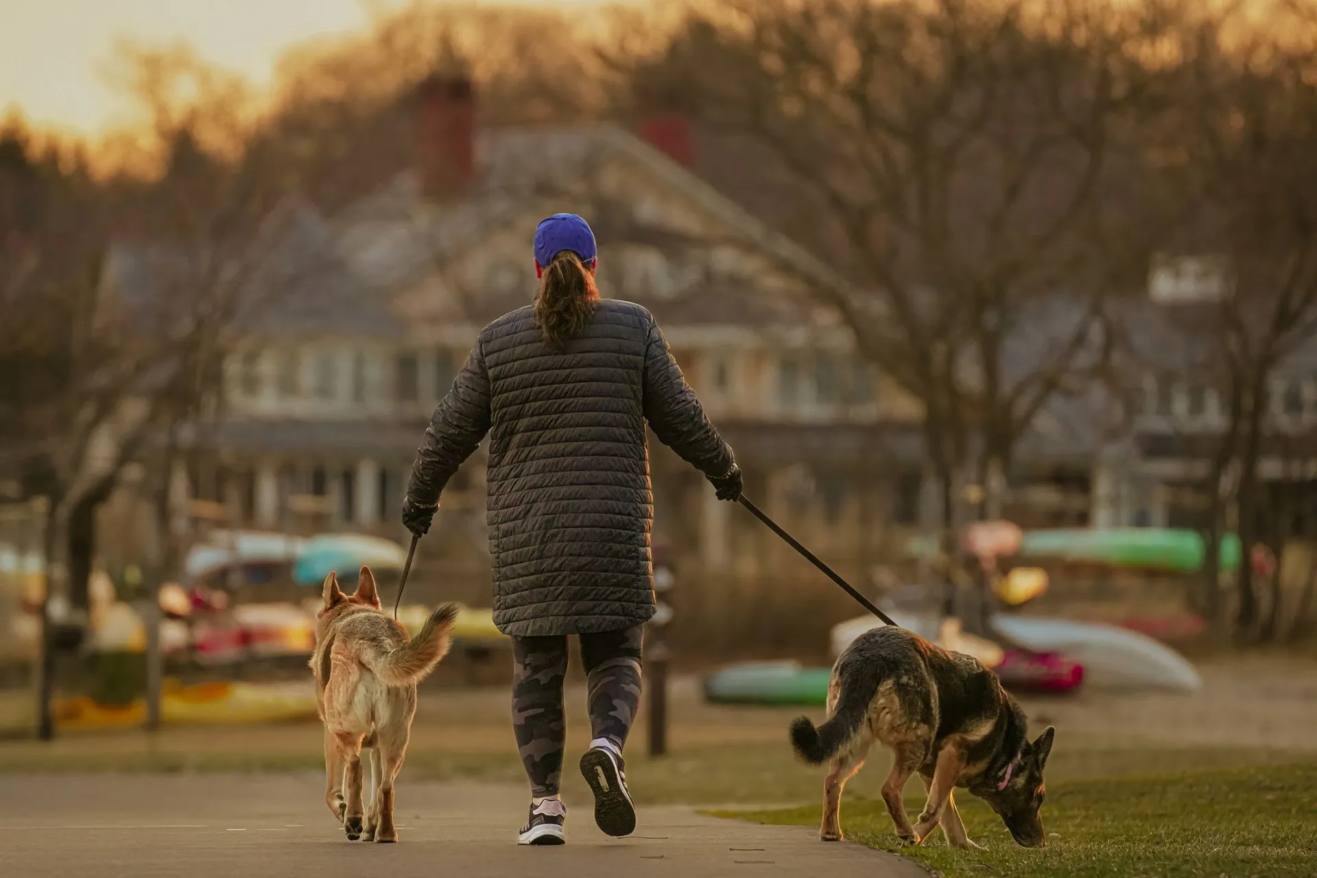 Person walking dogs on leashes at sunrise park